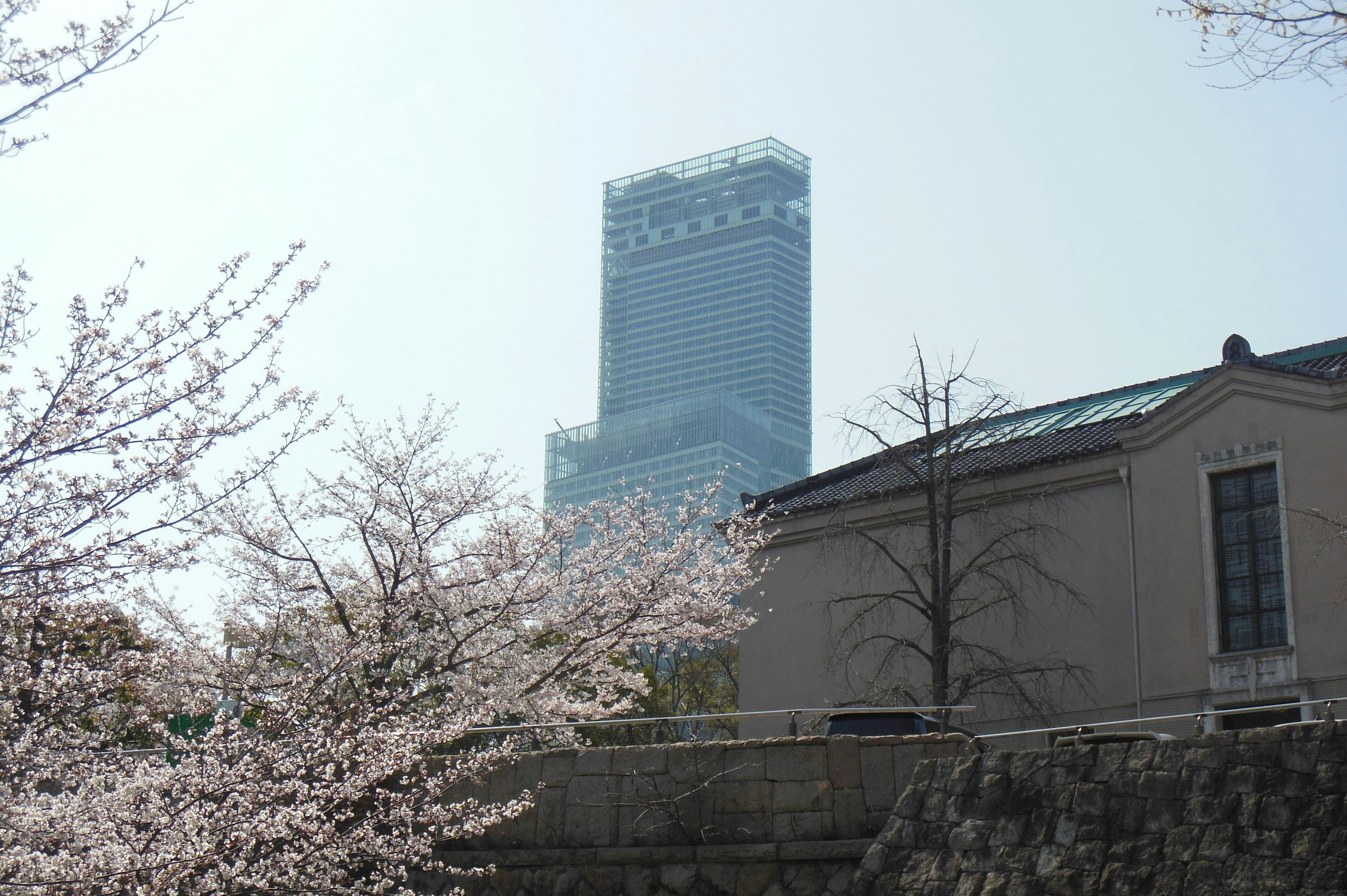 A view of cherry blossoms with a skyscraper in the background