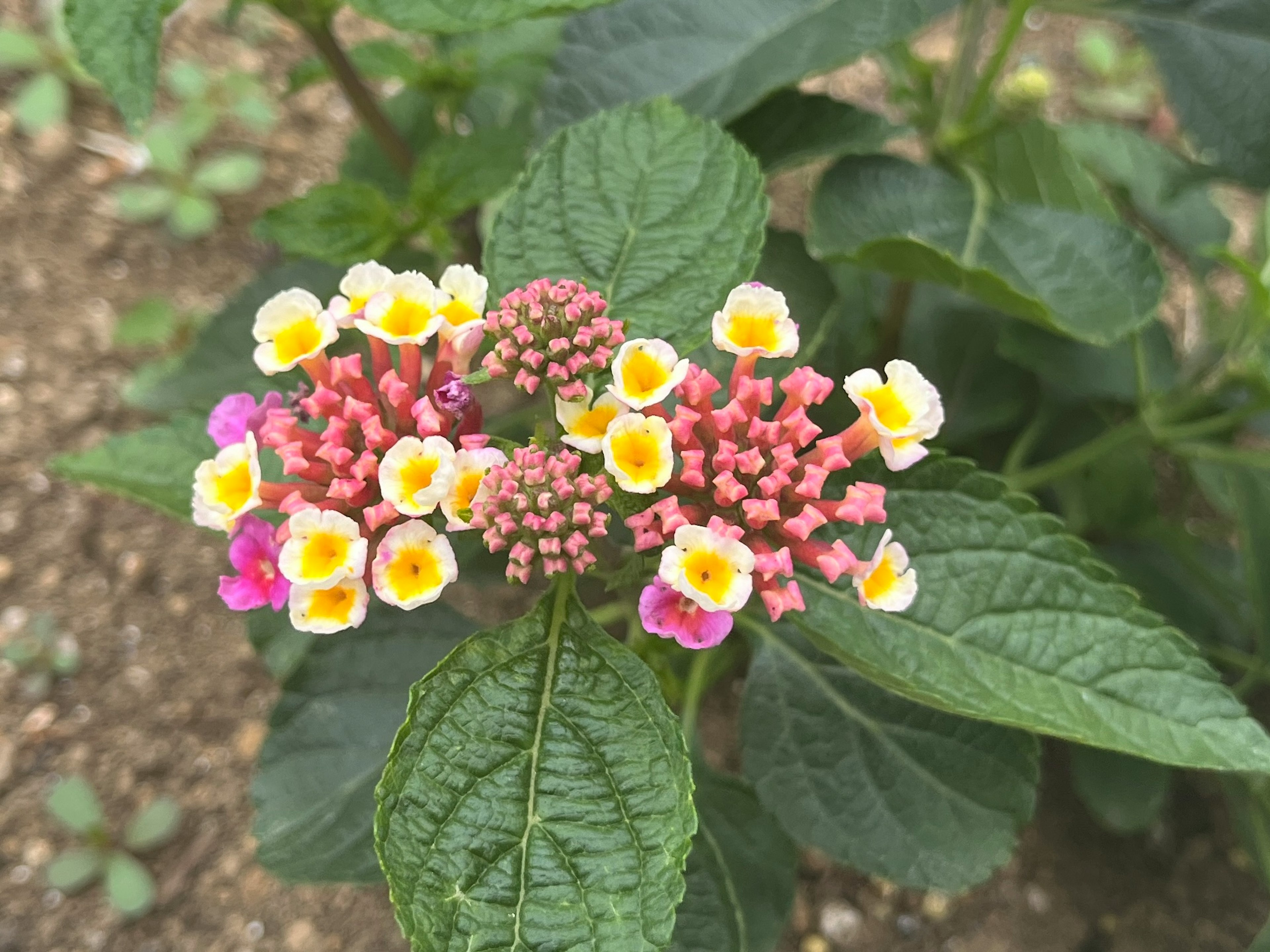 色とりどりのランタナの花が咲いている様子 緑の葉に囲まれた鮮やかな花の集まり