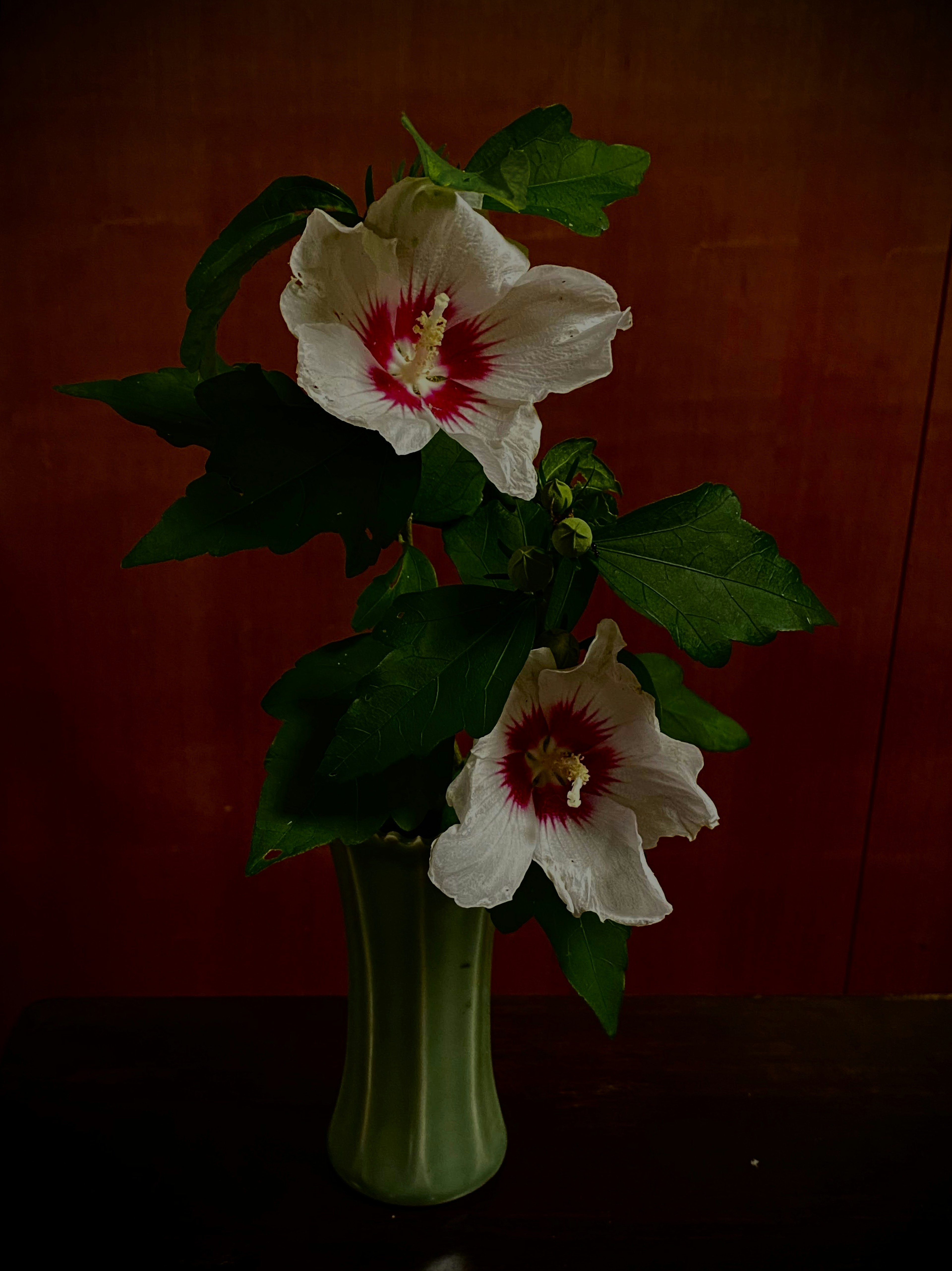 White hibiscus flowers with green leaves in a vase