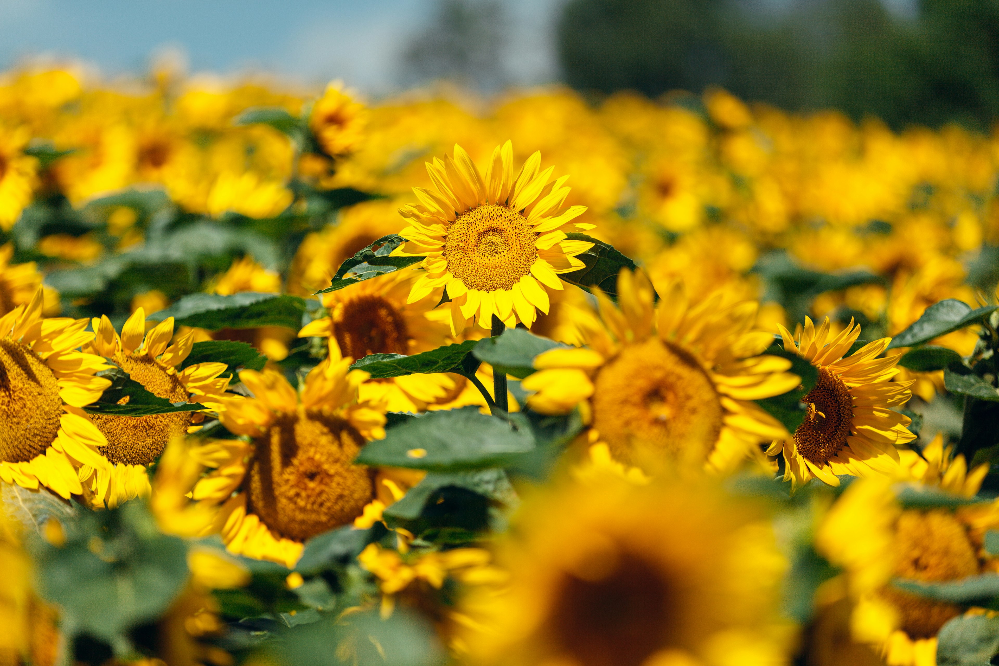 ทุ่งดอกทานตะวันสดใสที่มีดอกไม้สีเหลืองสดใสและใบสีเขียว