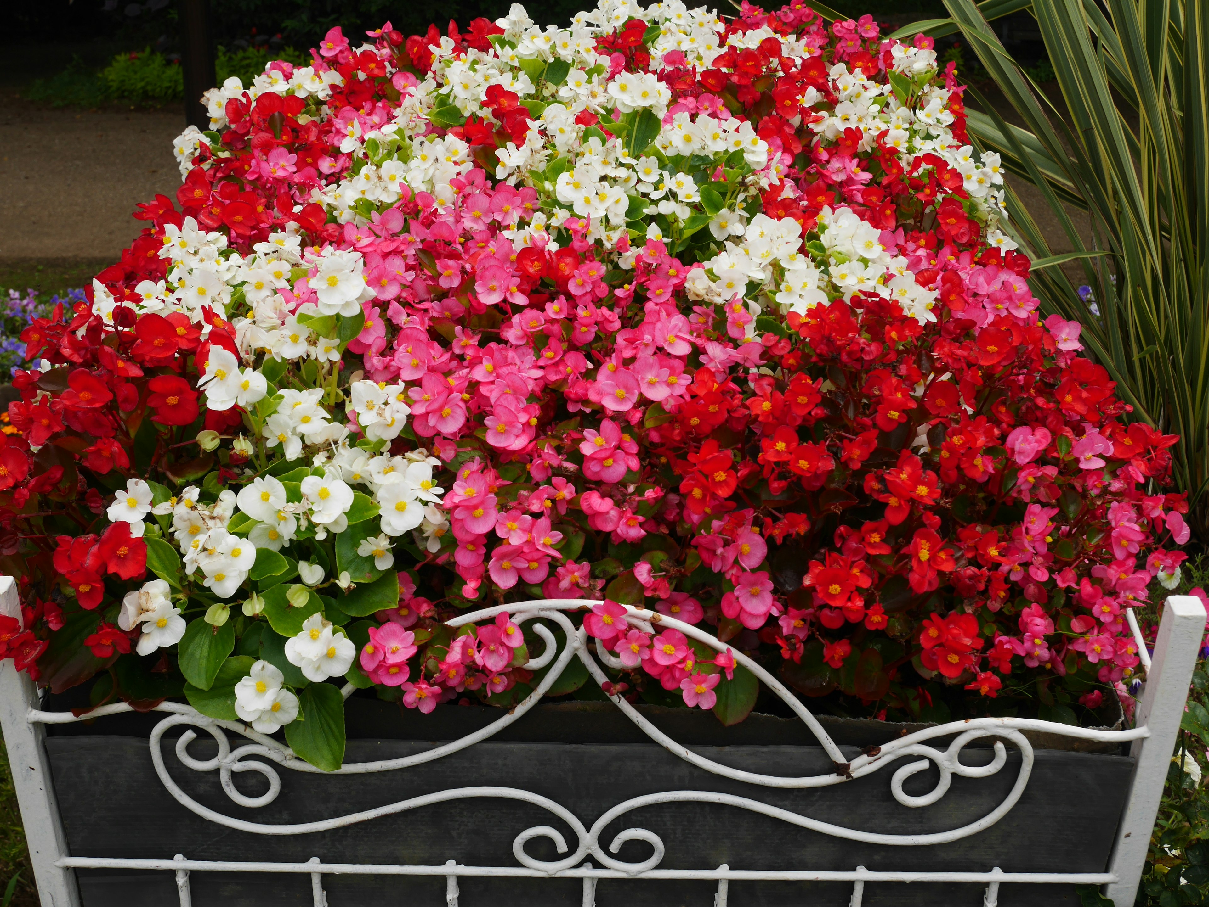 Begonie vivaci in rosso rosa e bianco che fioriscono in un'aiuola