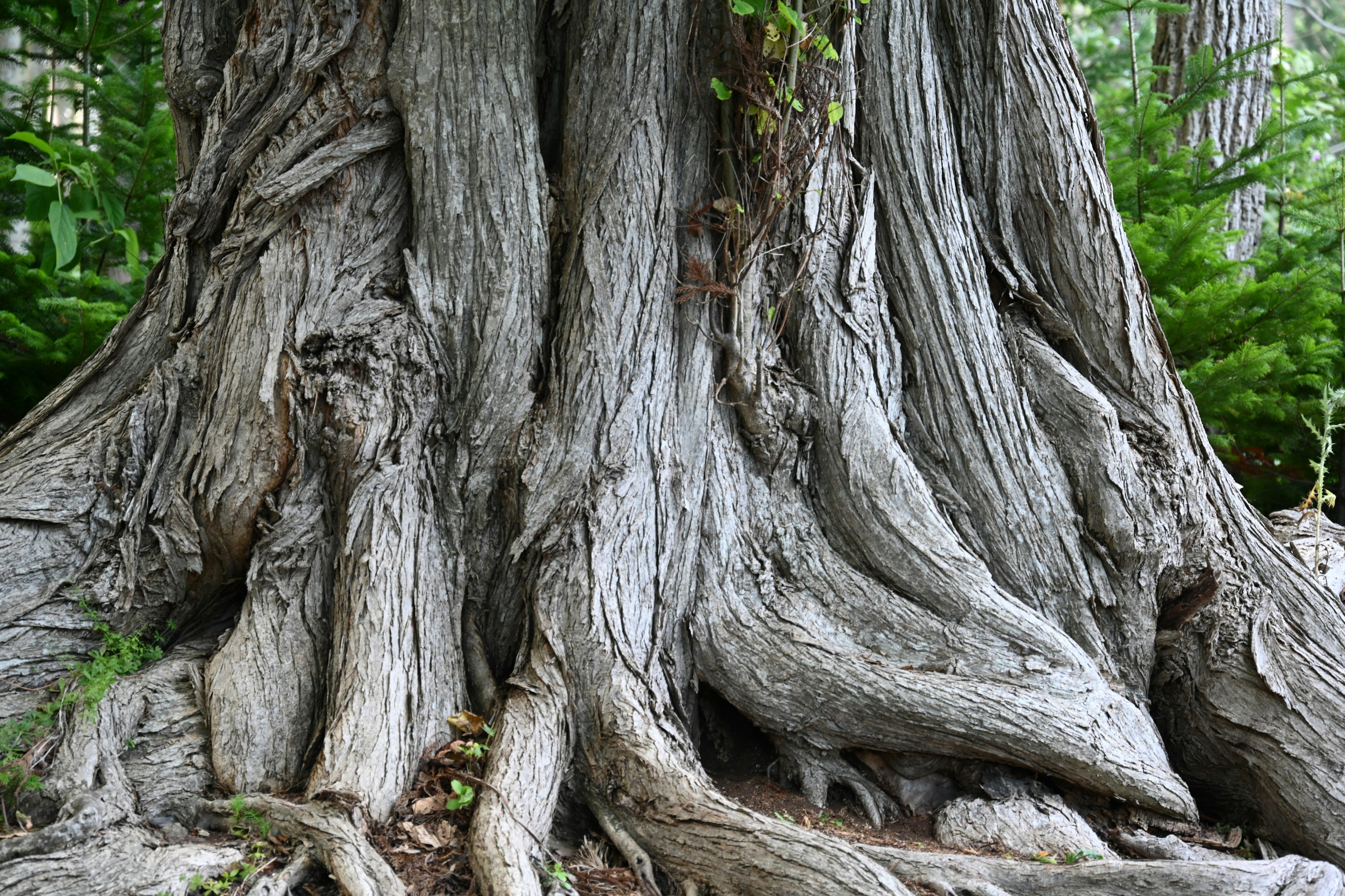 Texture dettagliata e forme uniche di un tronco d'albero e radici