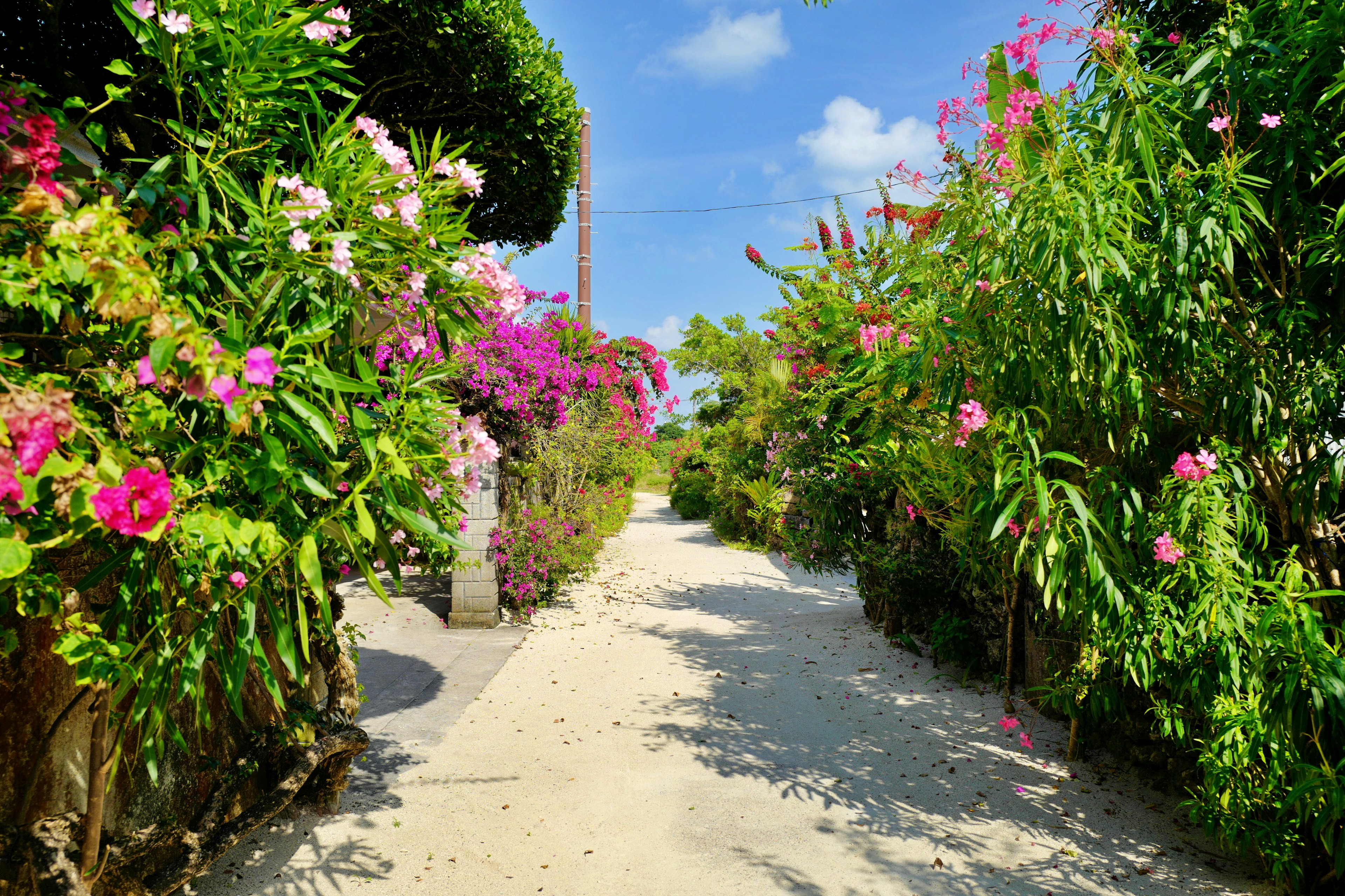 Un hermoso camino rodeado de flores coloridas que se extiende a lo lejos