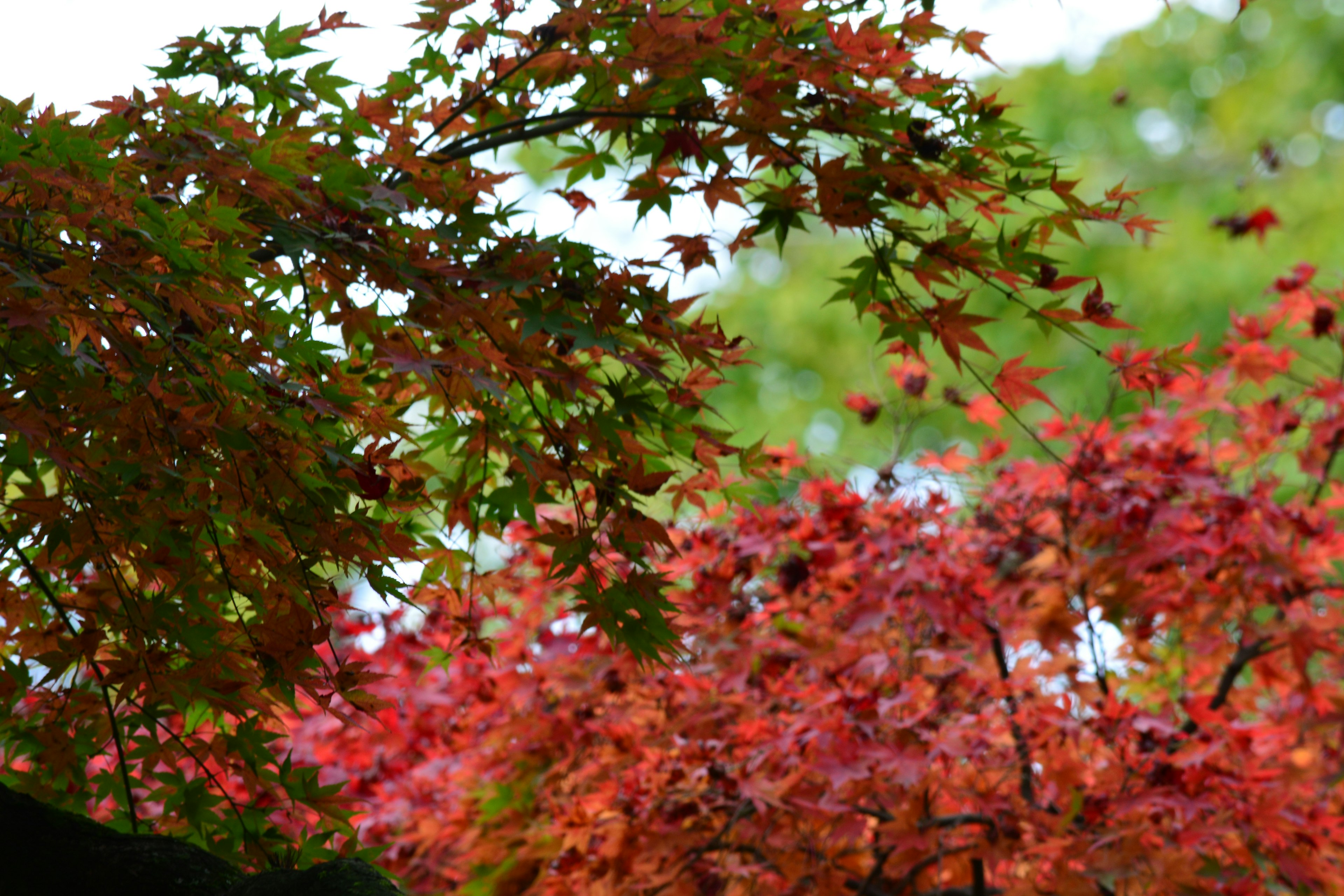 Foglie rosse e verdi vivaci in un bellissimo paesaggio autunnale