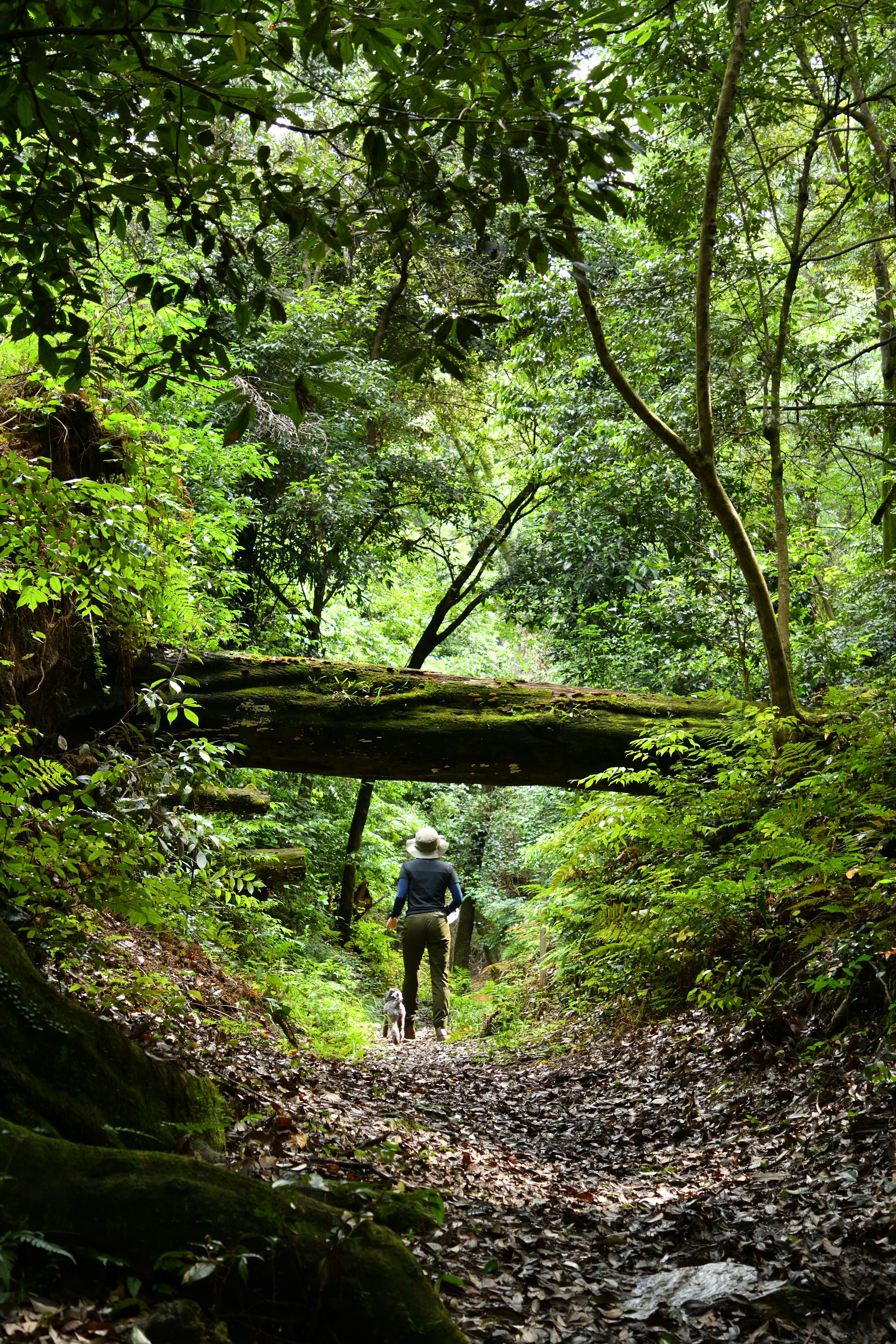 Hiker walking under a fallen tree in a lush green forest