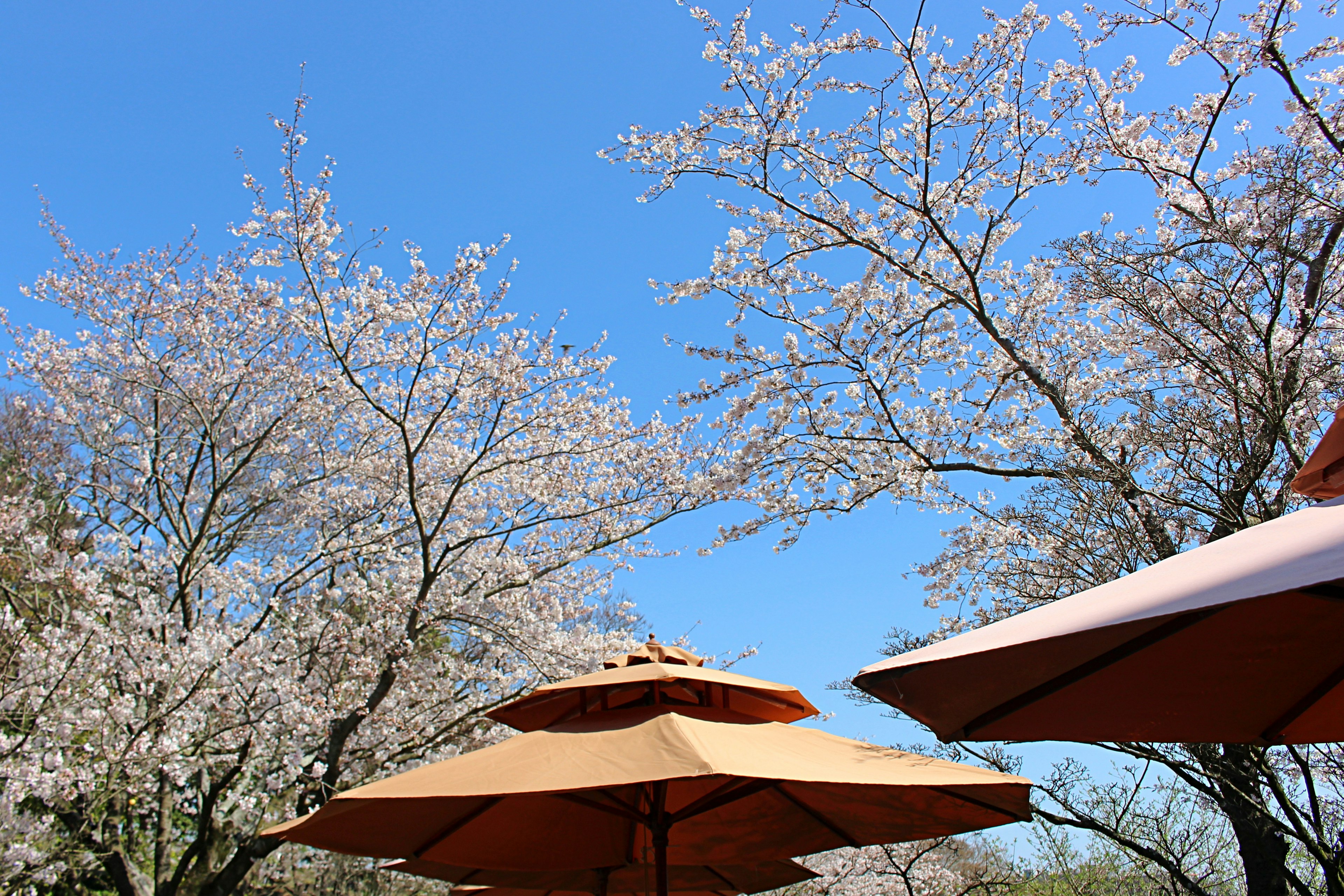 青空の下に咲く桜の木と傘