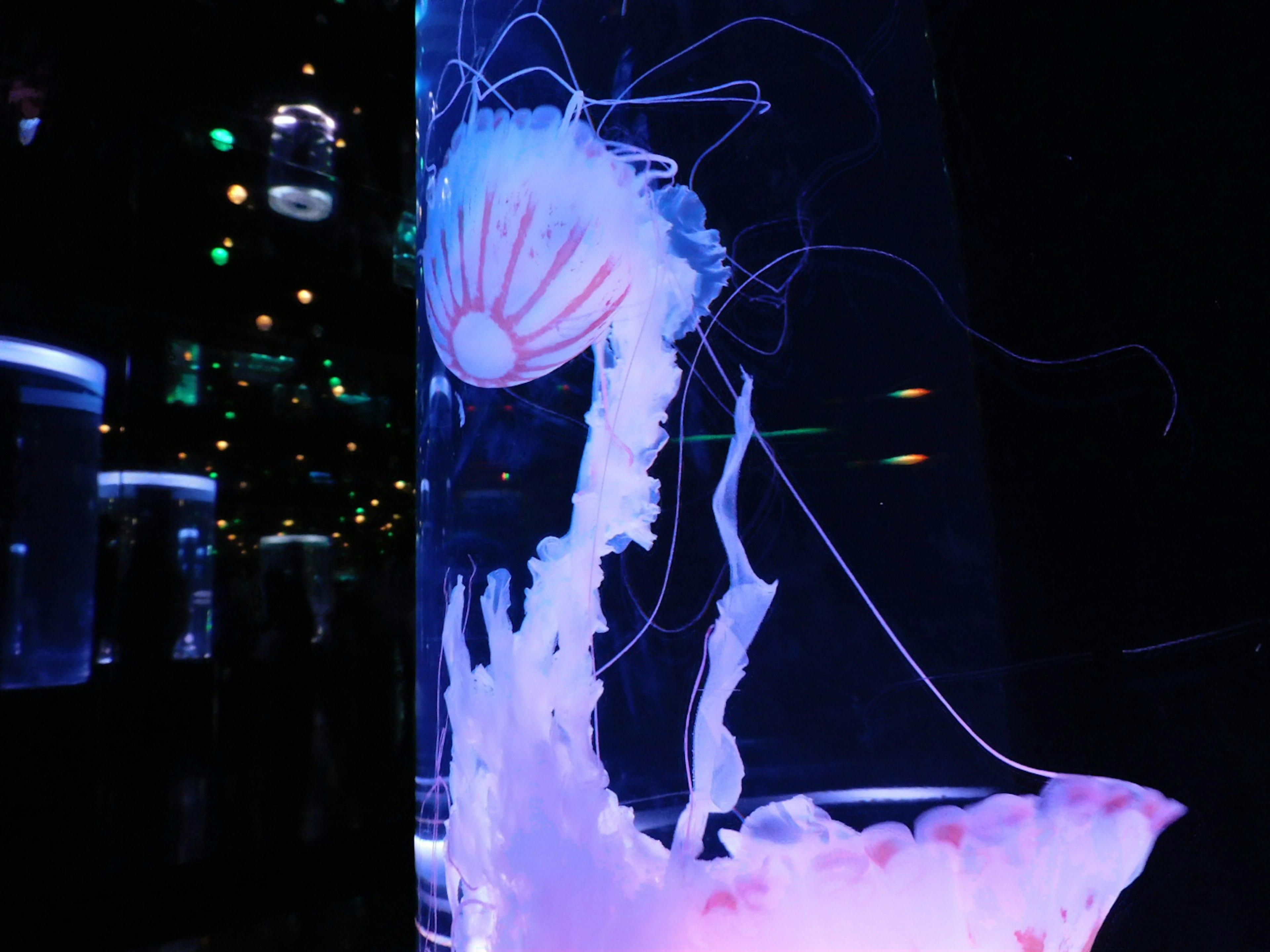 A jellyfish swimming in a tank illuminated by blue light