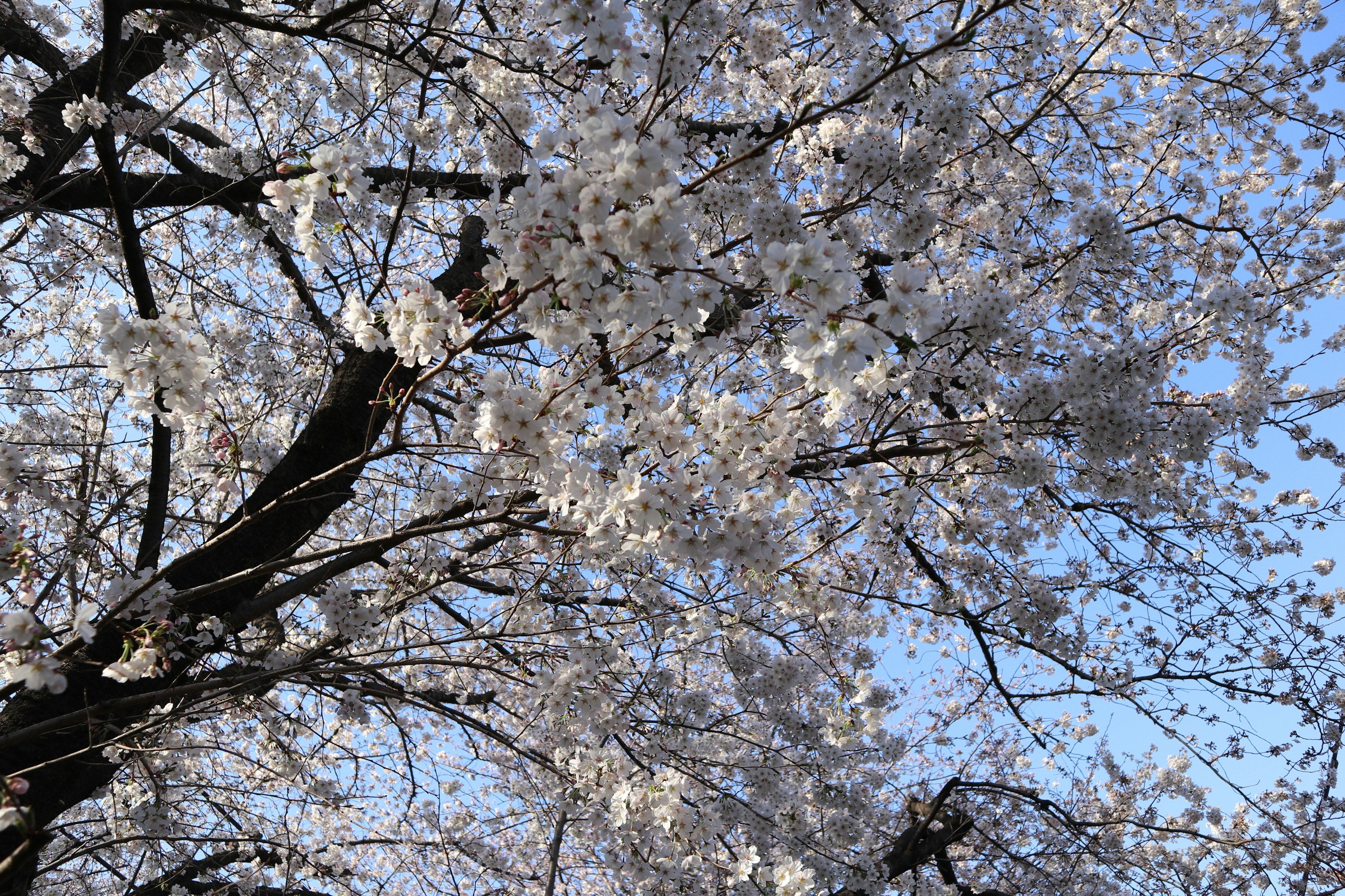 Kedekatan bunga sakura mekar di bawah langit biru