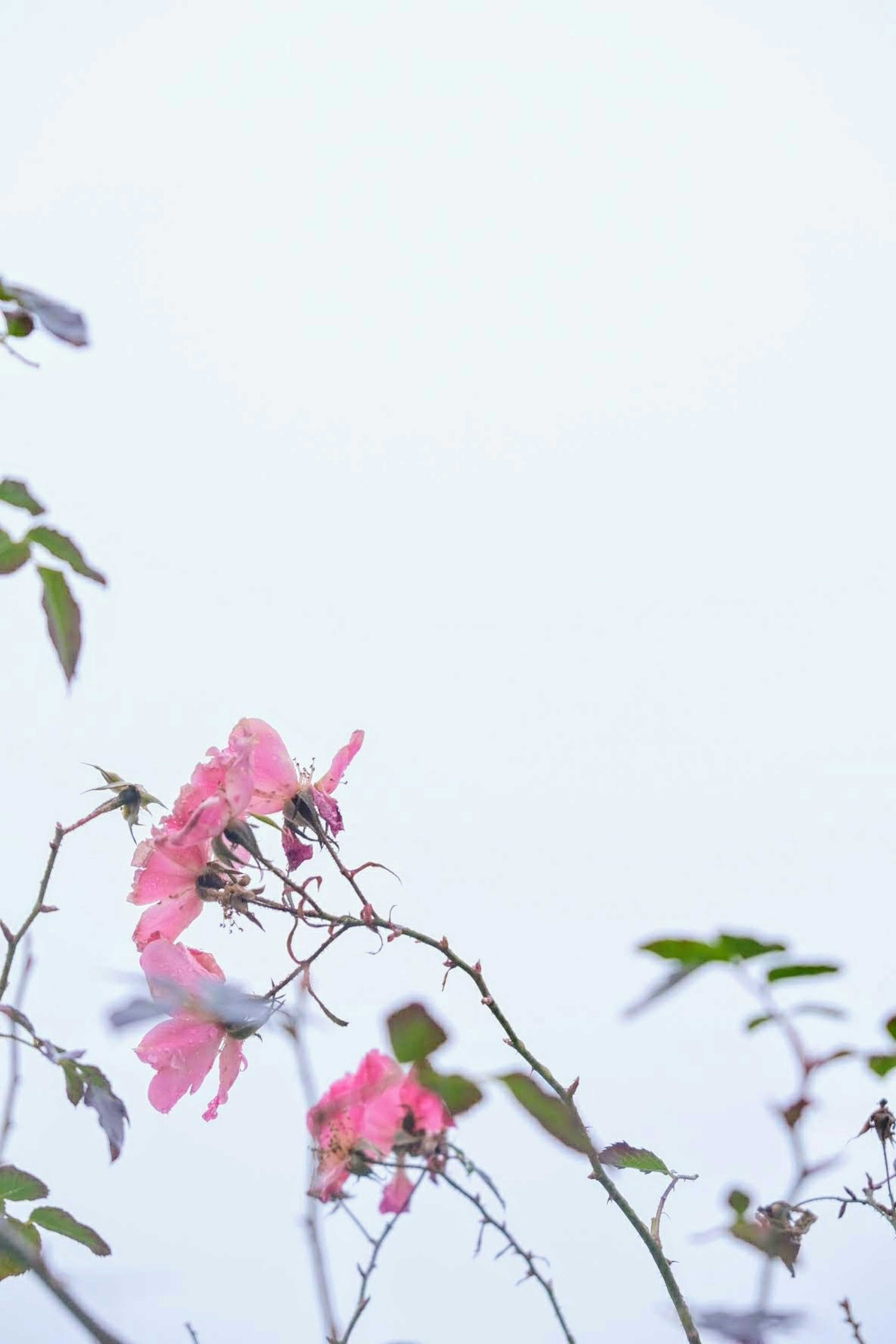 淡い空の下に咲くピンクの花と緑の葉