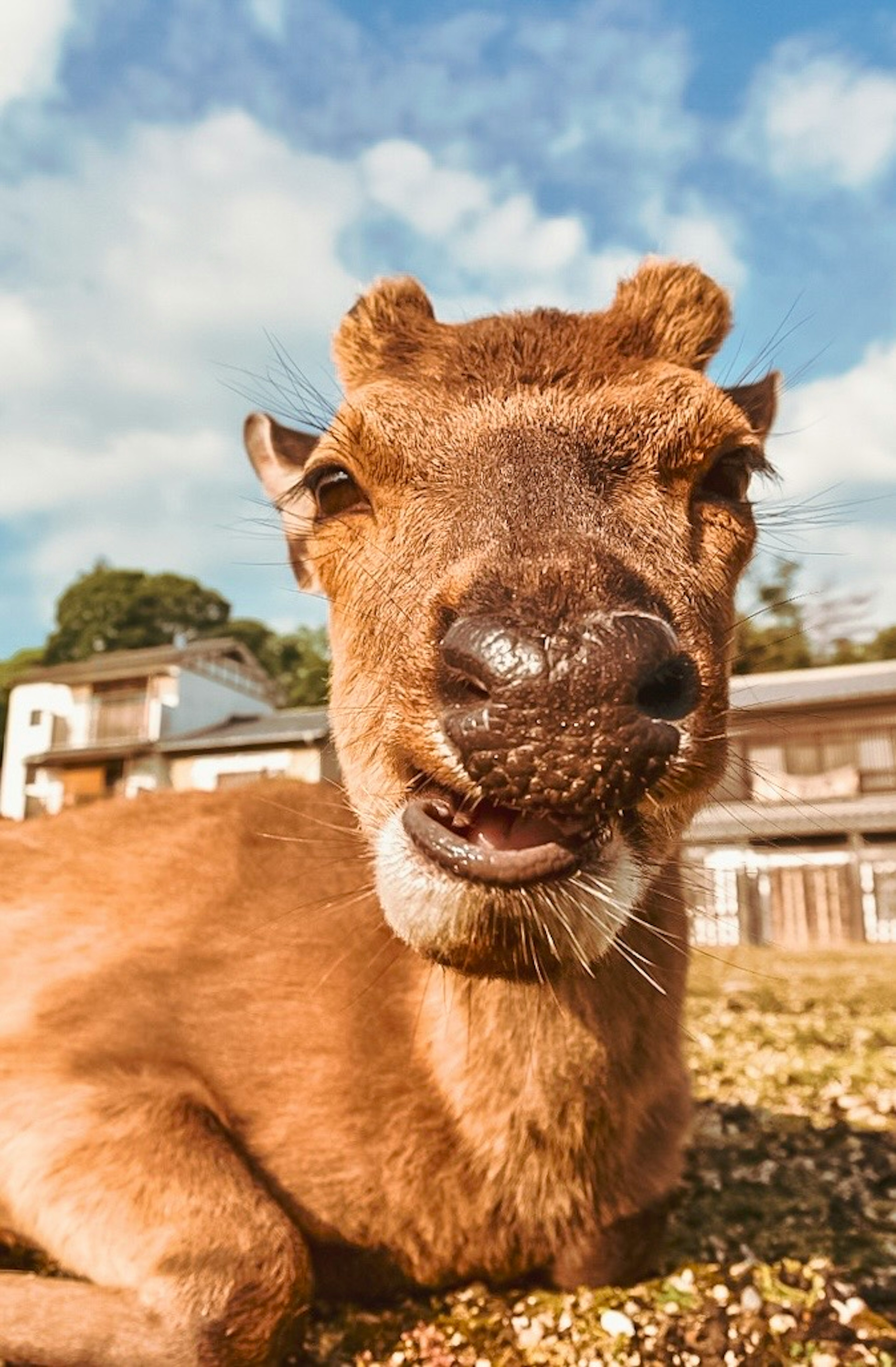 Un cerf au regard calme couché sur l'herbe sous le soleil