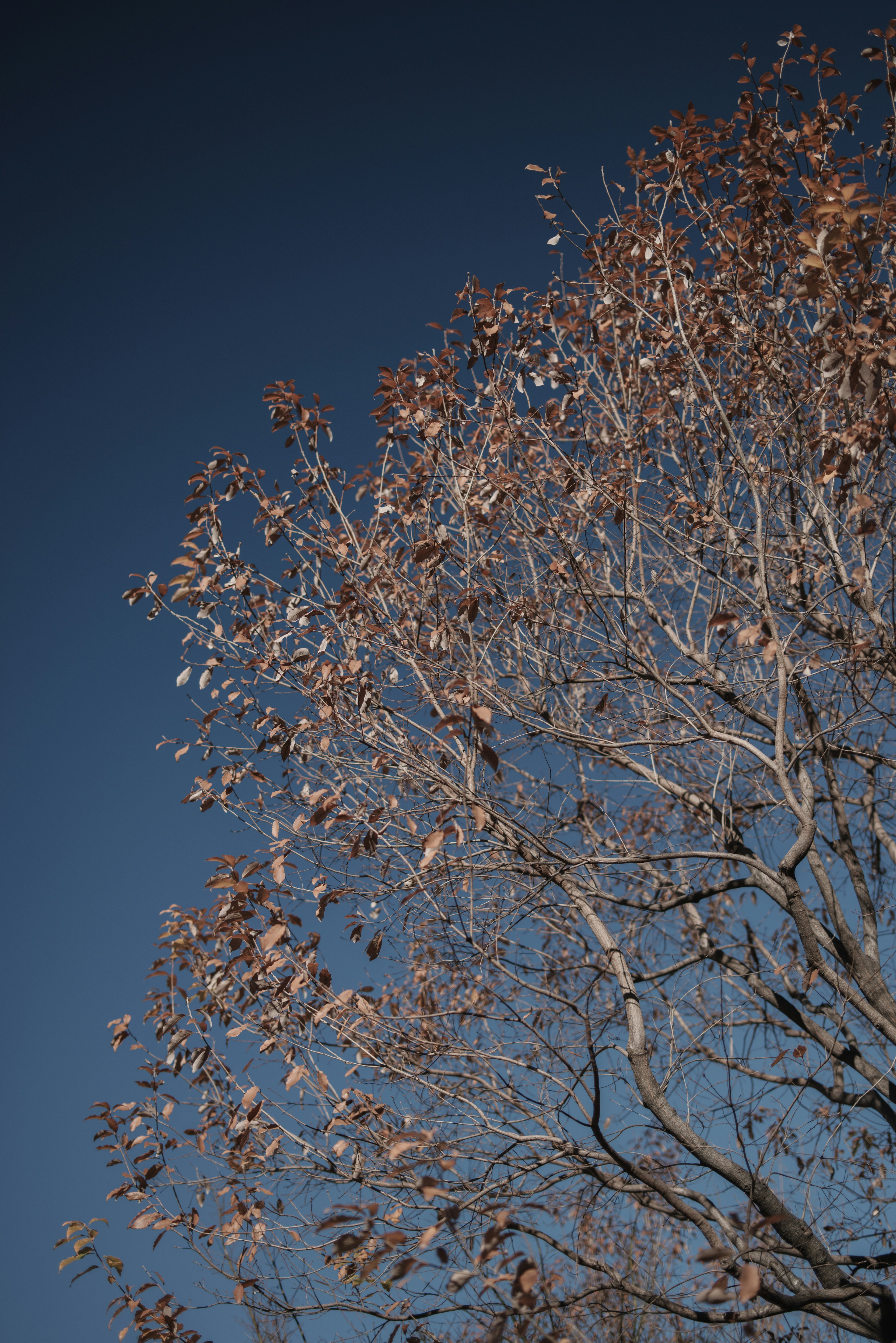 Bare branches of a tree with dry leaves against a blue sky