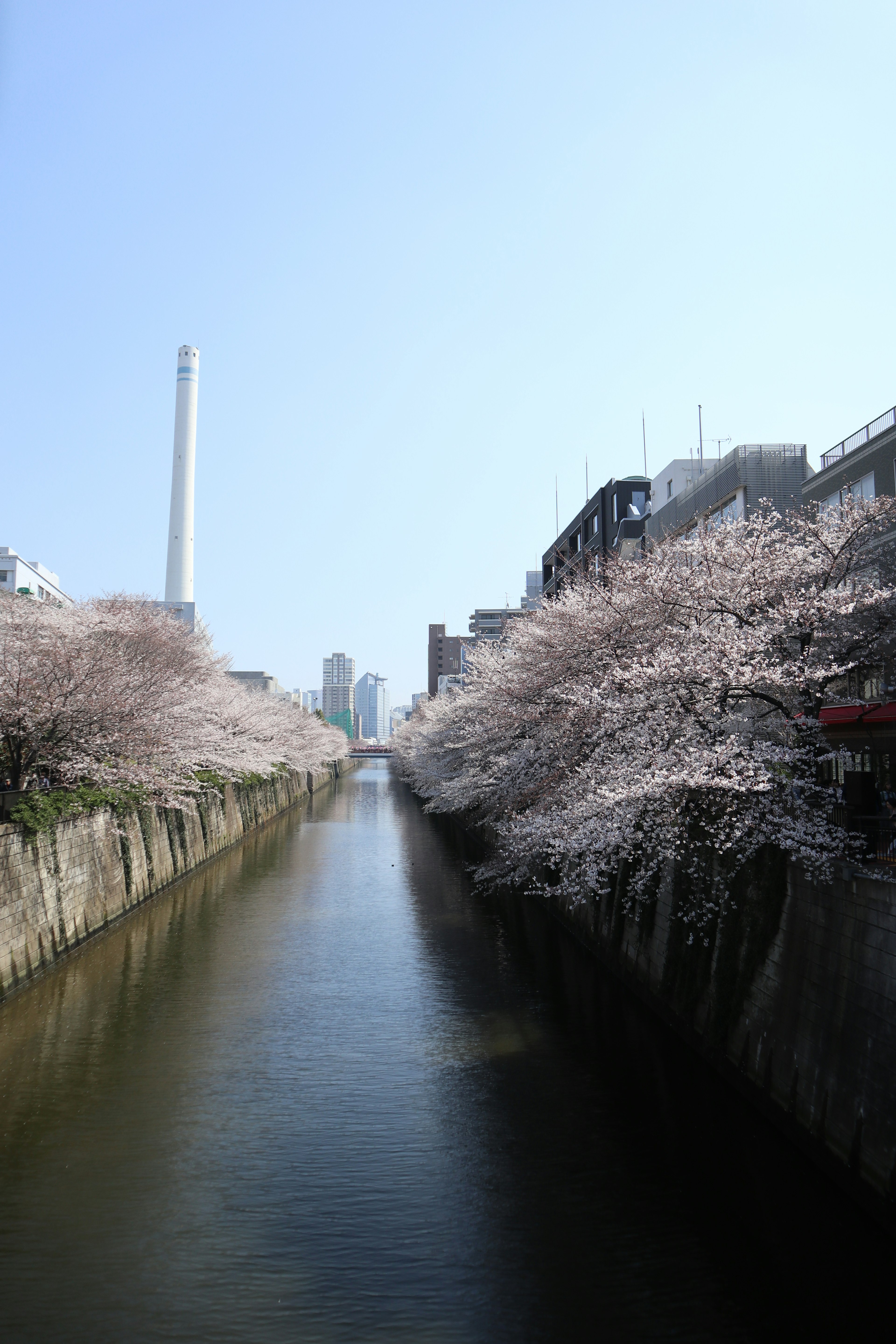 桜の木が並ぶ川の風景