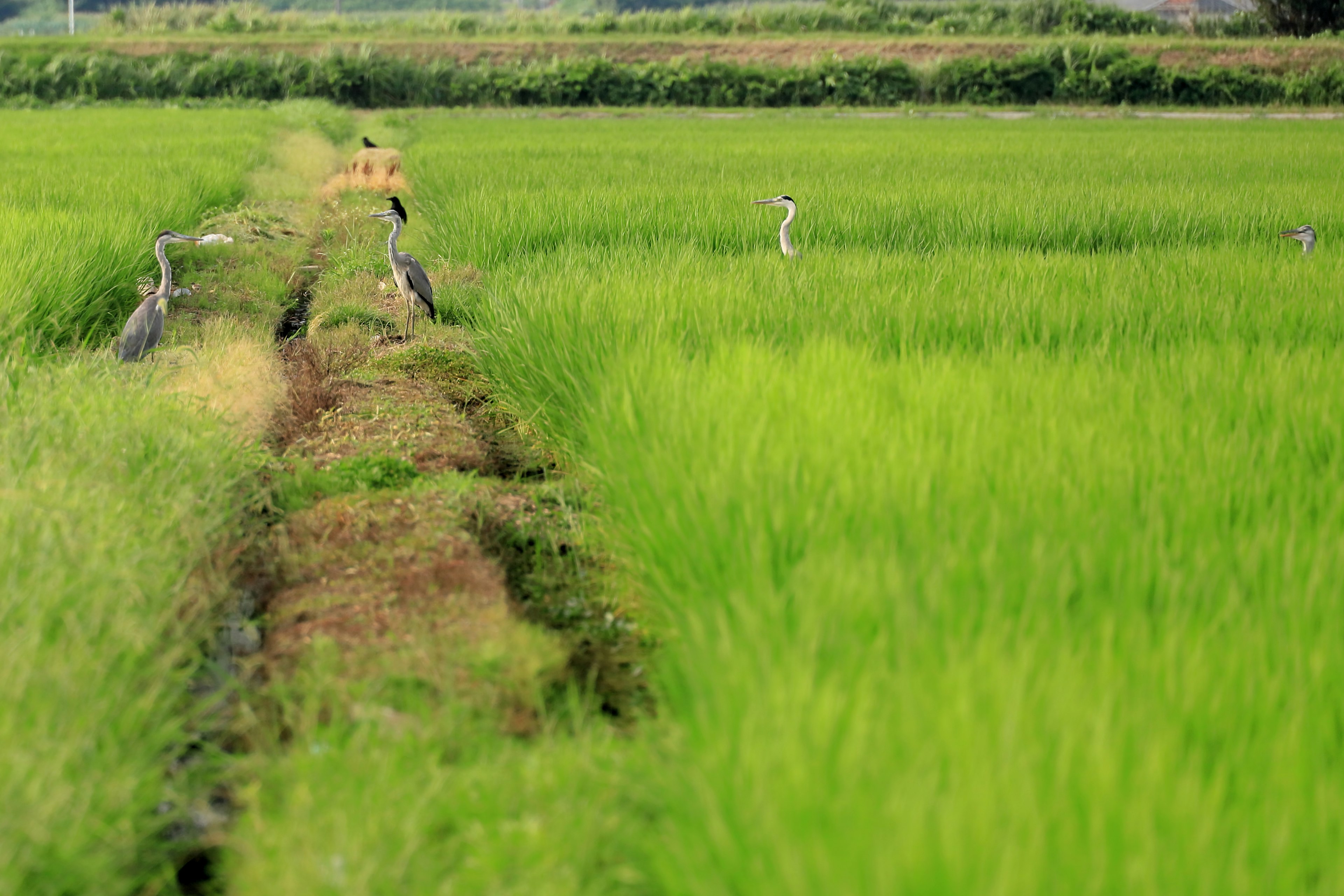 Campos de arroz verdes con garzas de pie