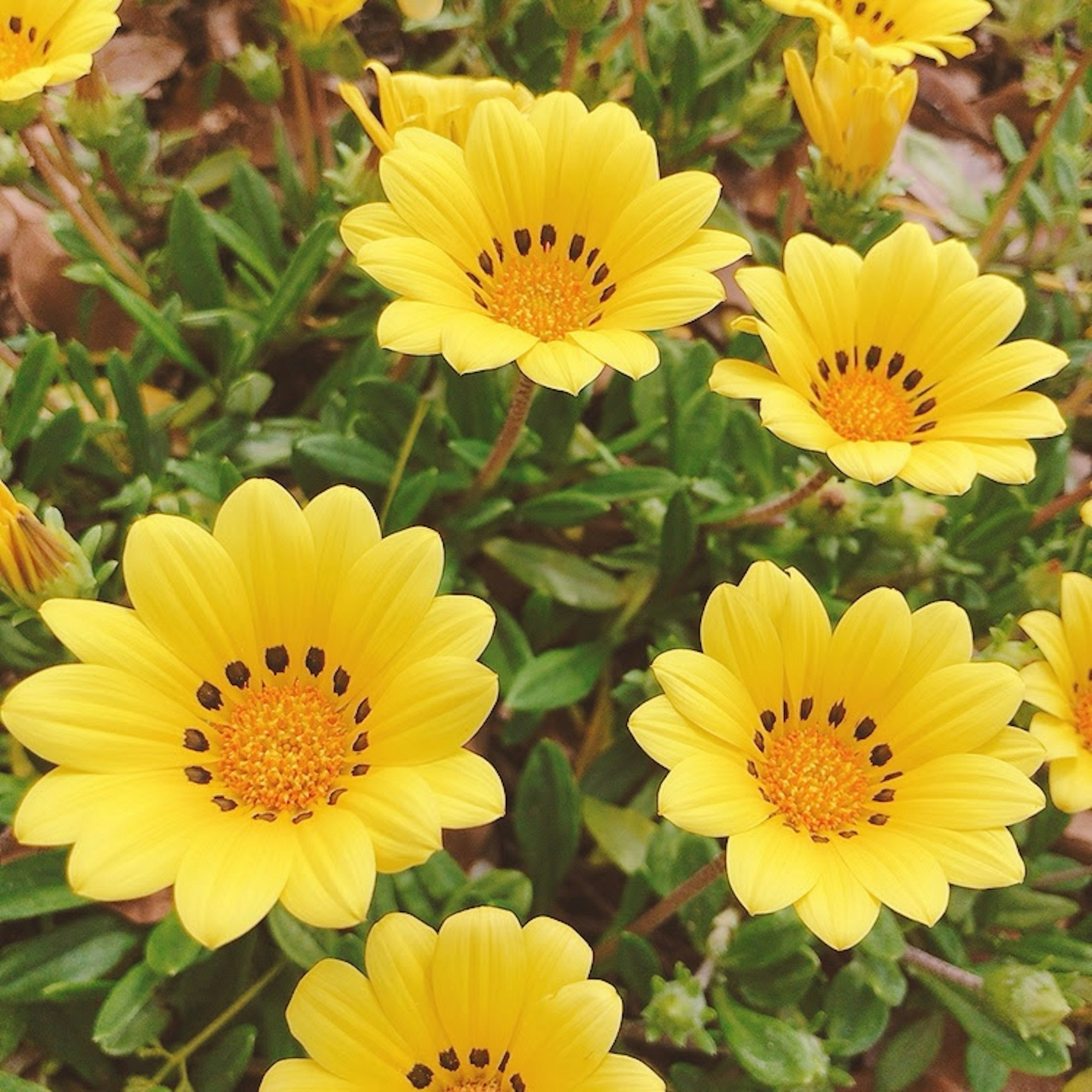 A vibrant display of yellow flowers in a garden setting