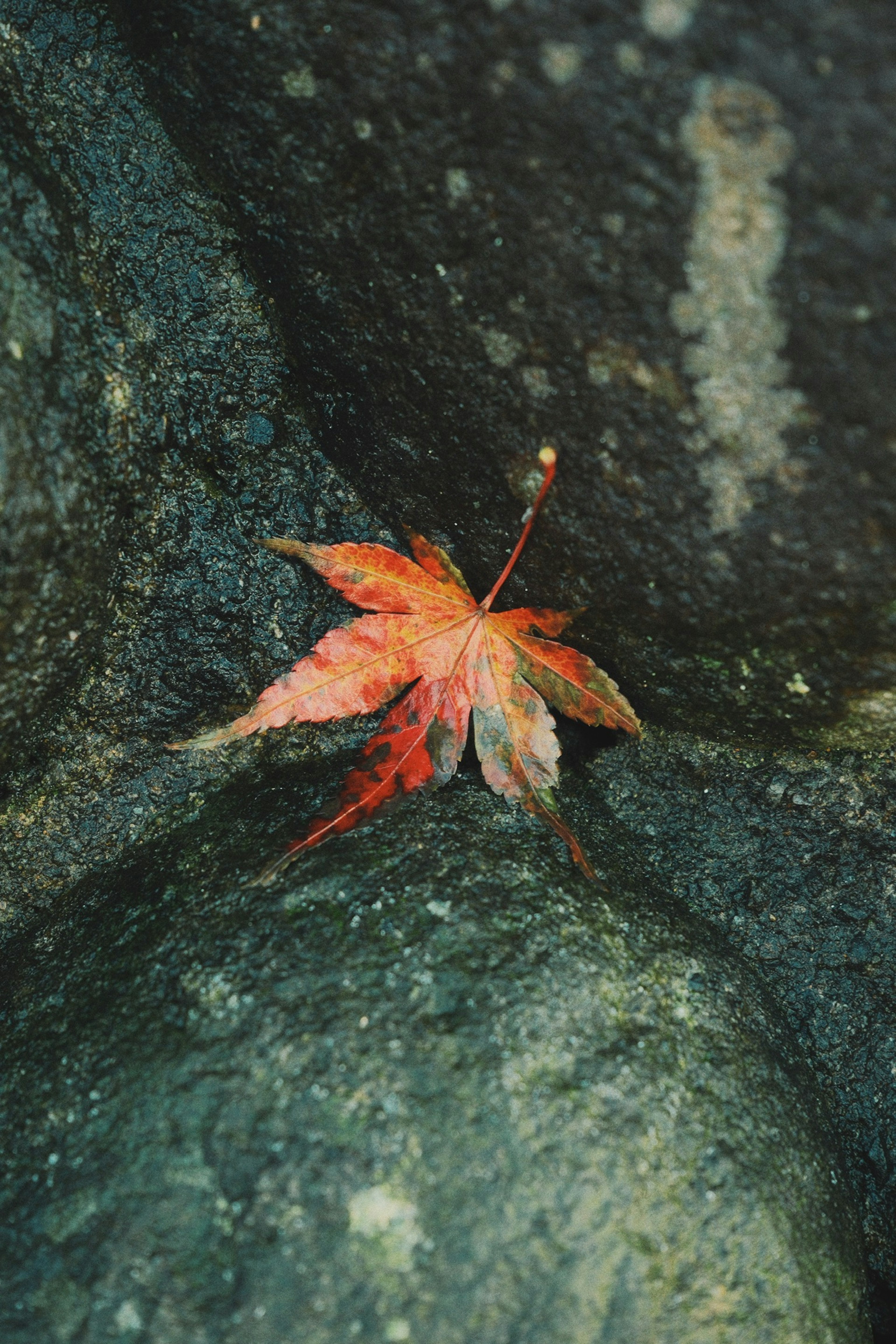 A red maple leaf resting in the crevice of a rock