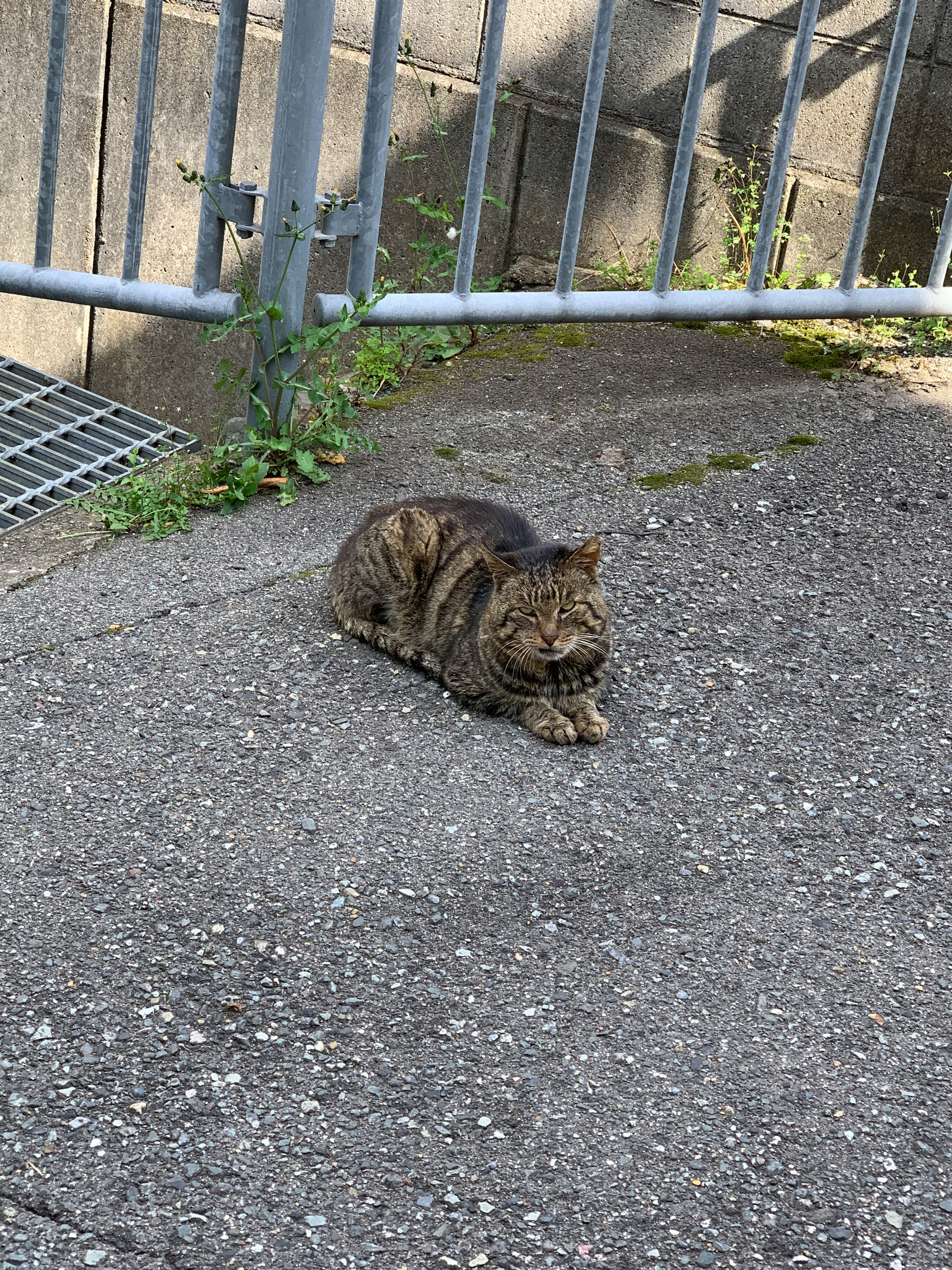 一只猫在门旁的水泥上休息