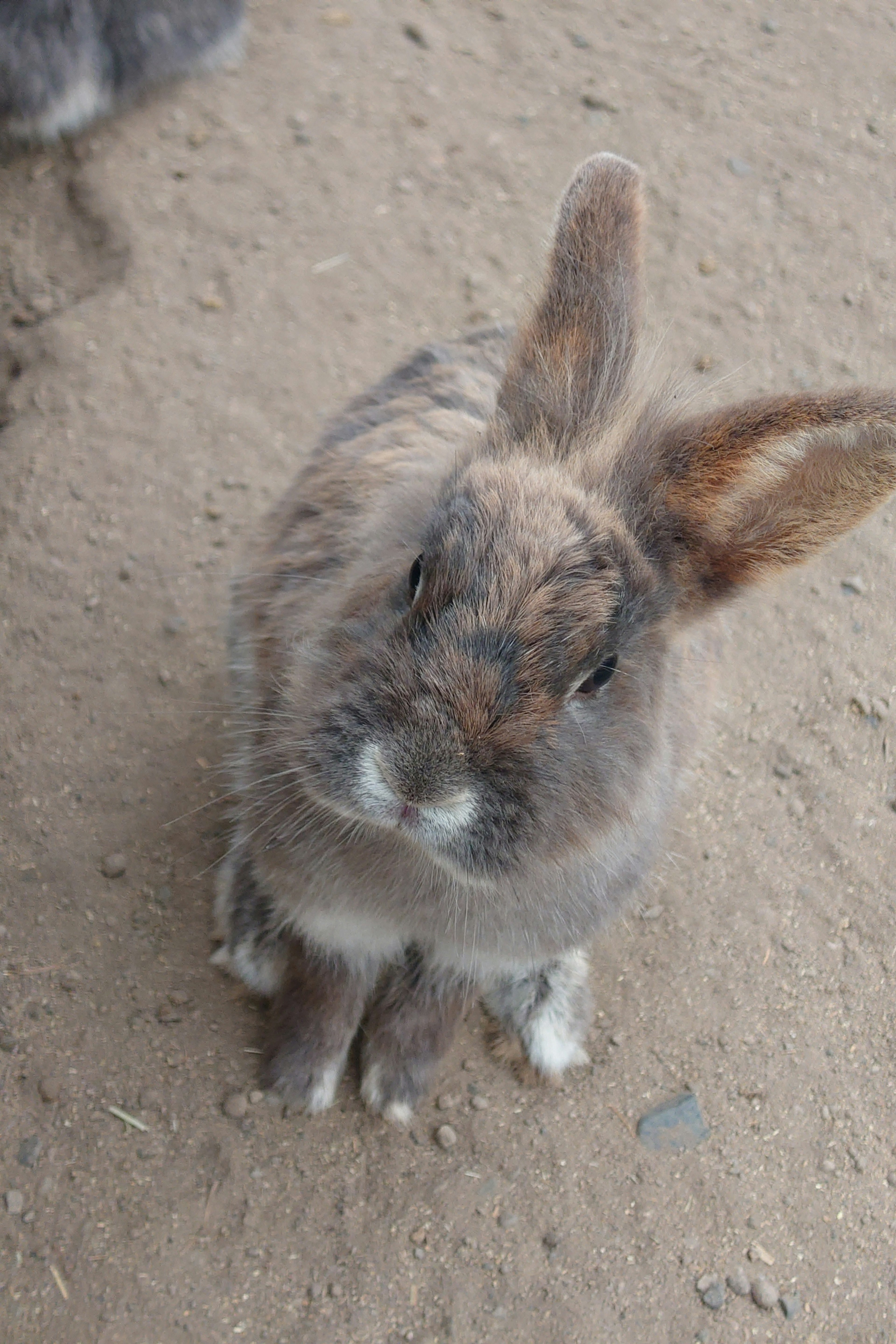 Brauner Hase sitzt auf dem Boden