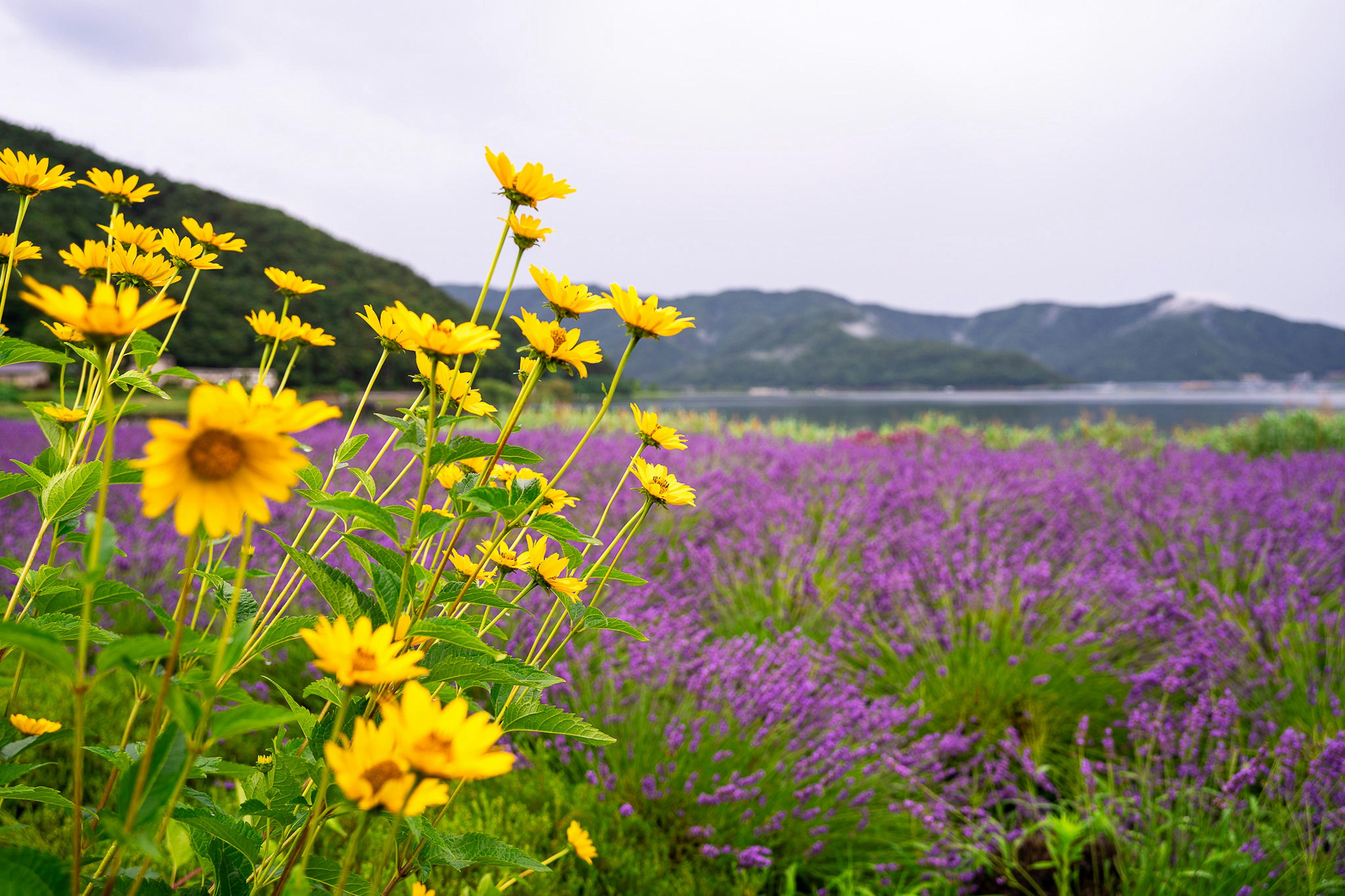 色とりどりの花々が咲く風景で、黄色い花と紫の花が印象的