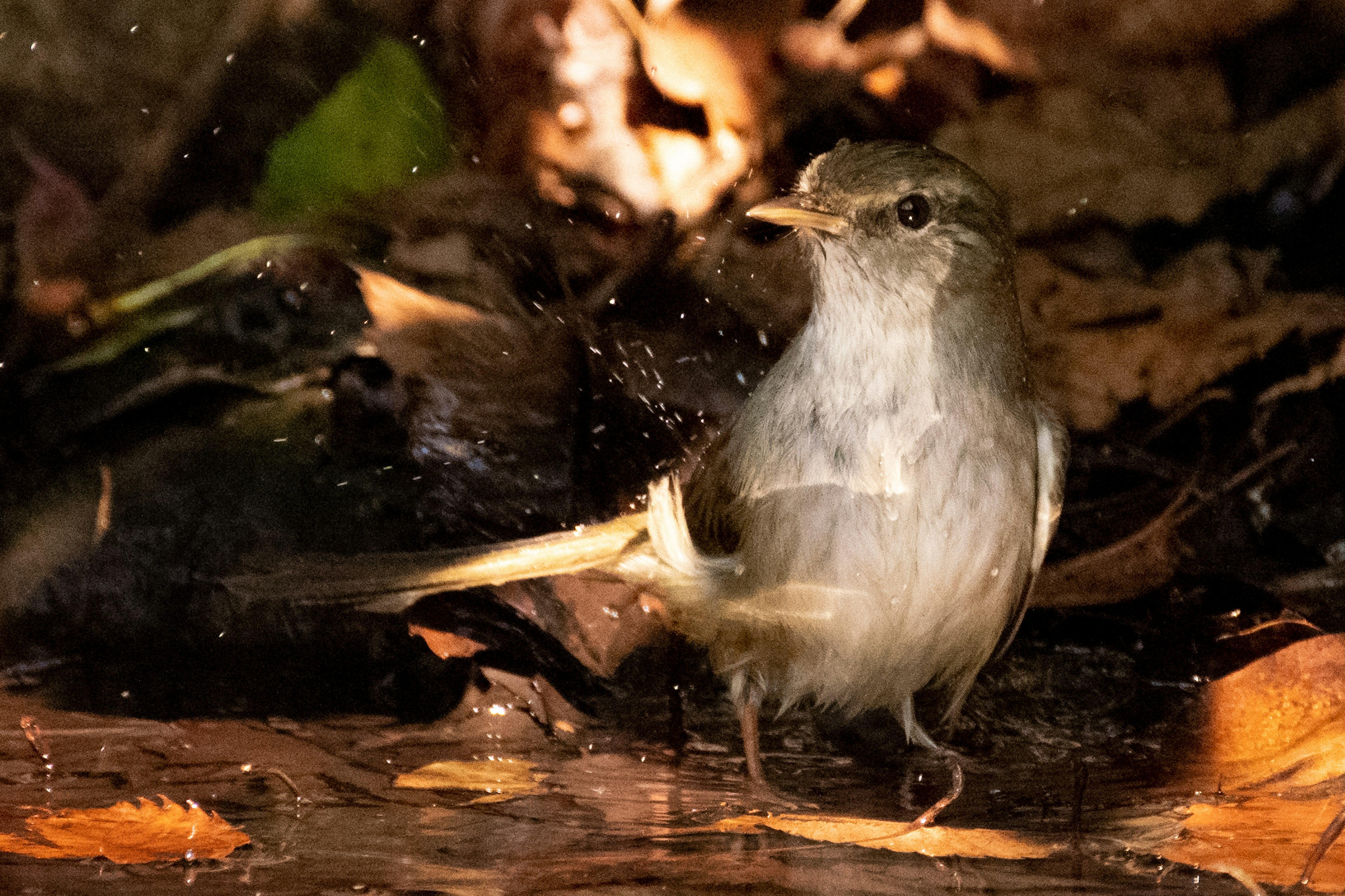 水たまりの近くに立つ小さな鳥の写真 鳥は羽を振って水しぶきを上げている