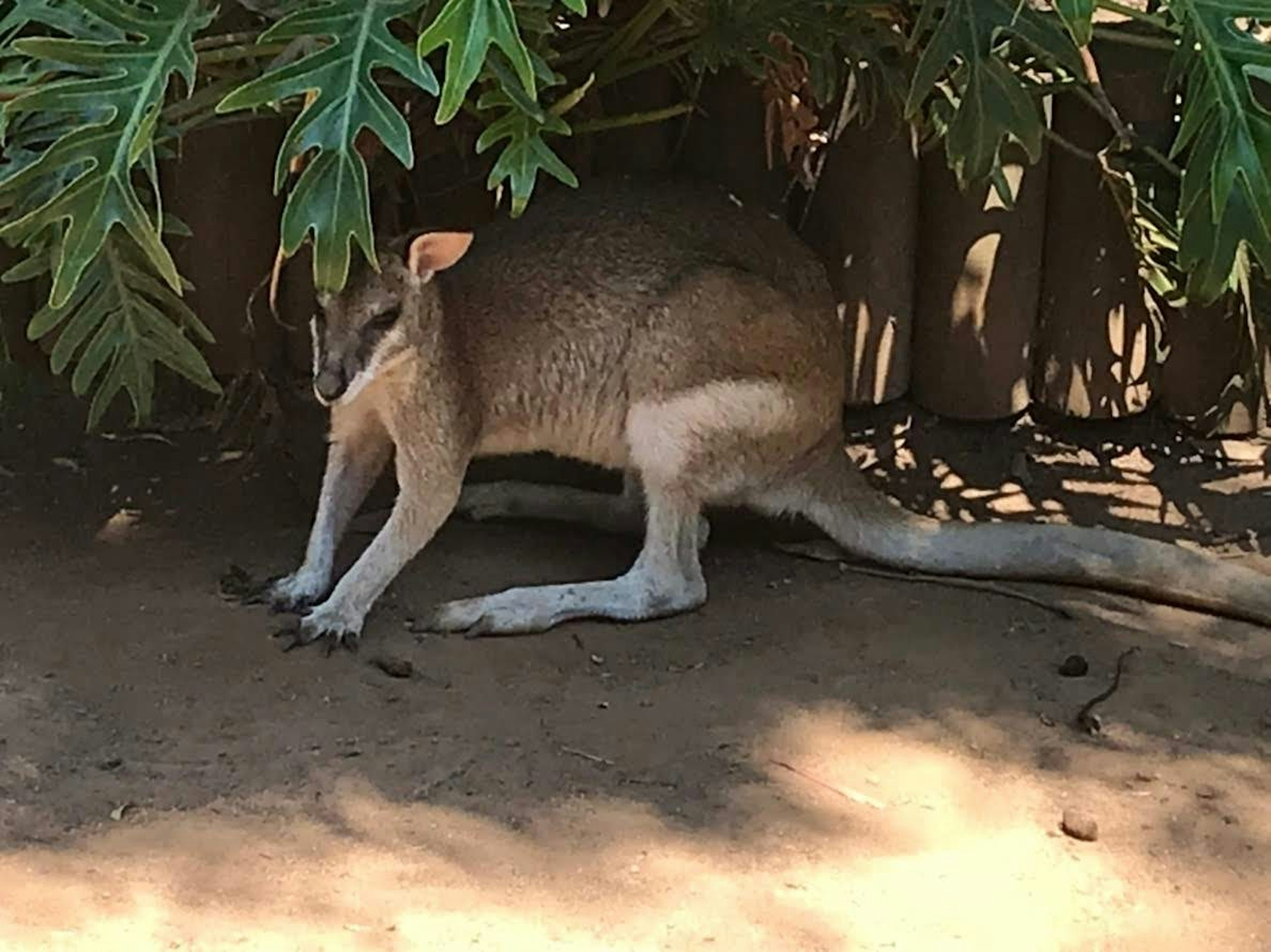 A kangaroo resting in the shade of large leaves