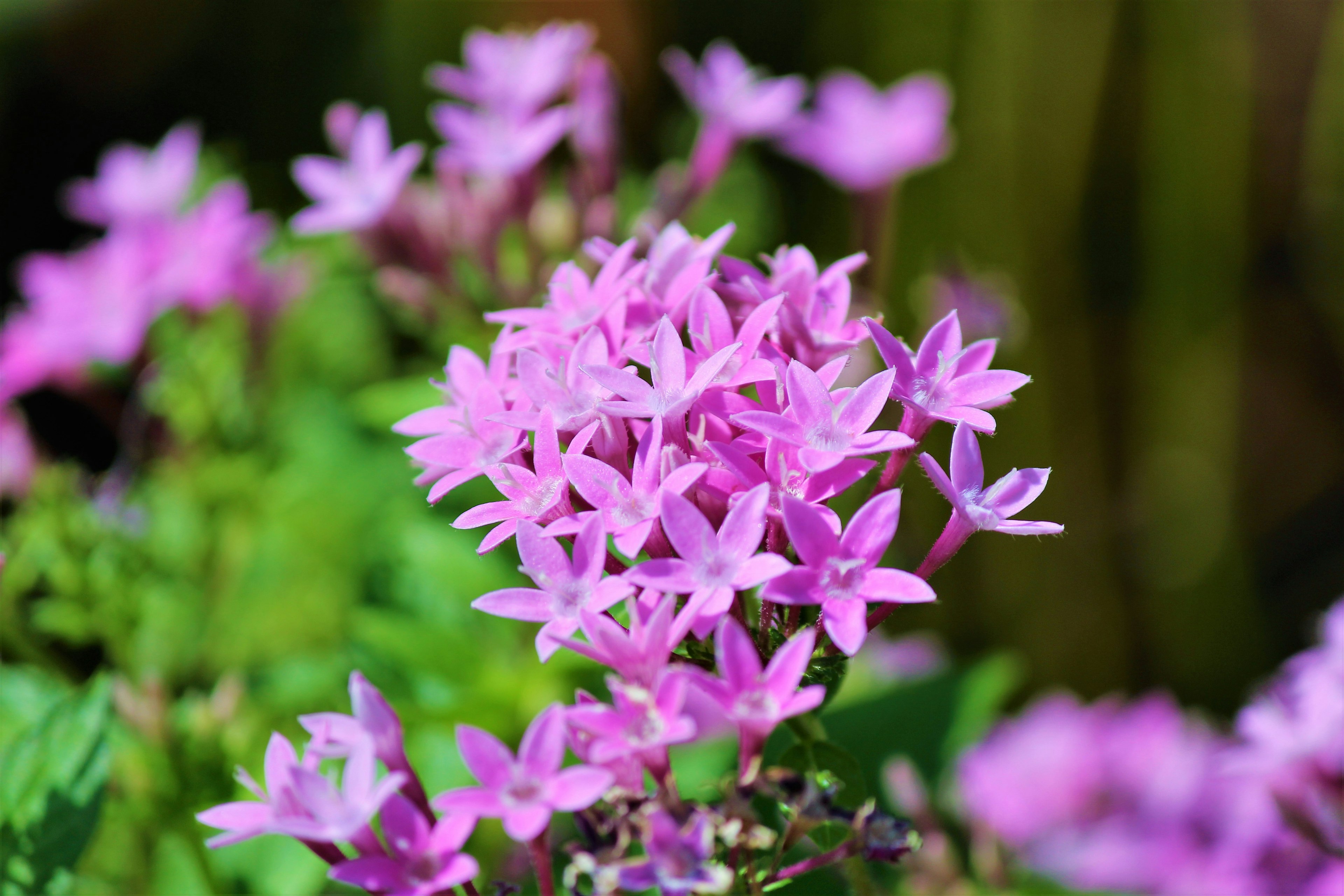 Primo piano di fiori rosa vivaci in piena fioritura