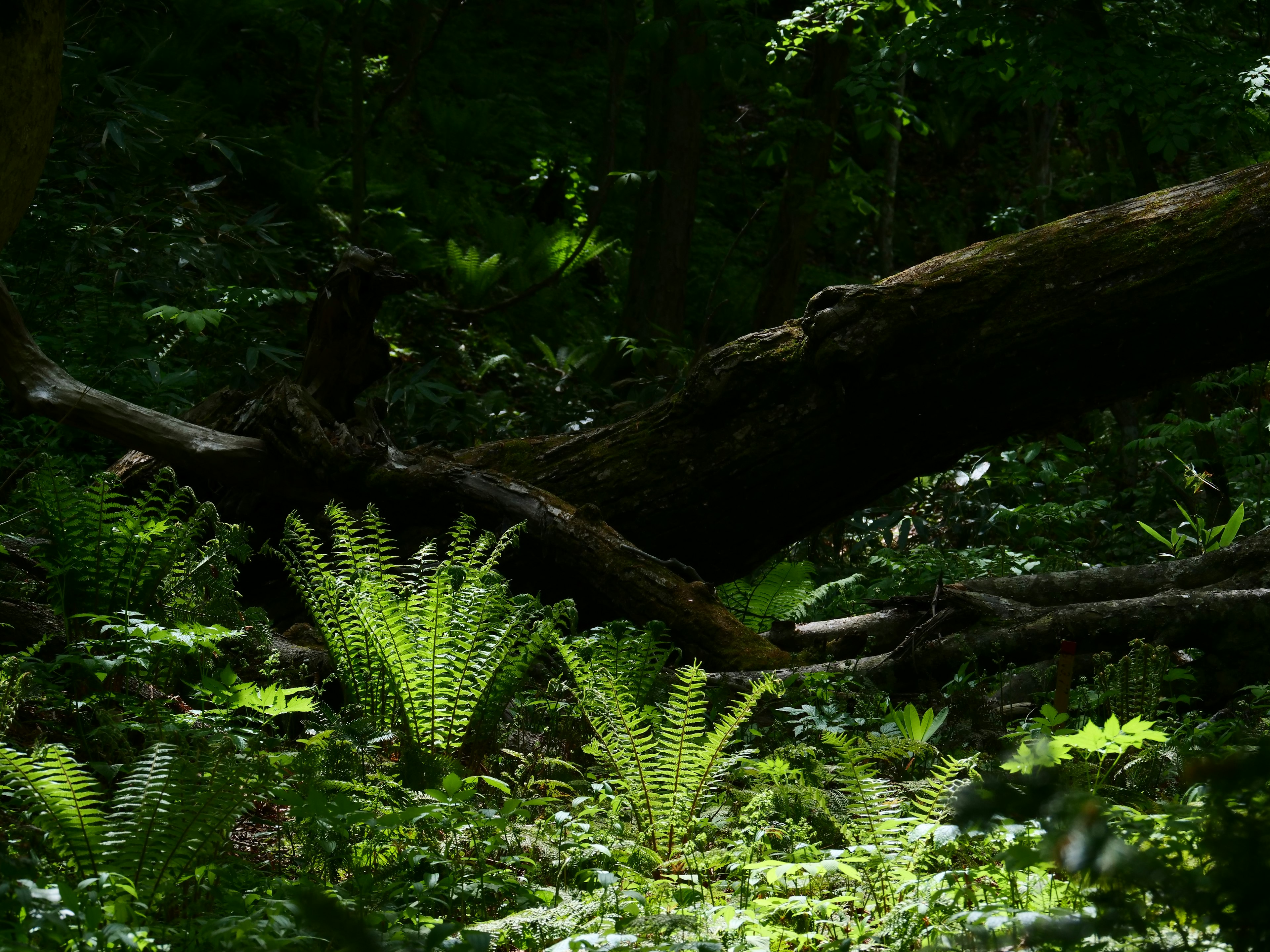 緑のシダ植物と倒木が見える森の風景