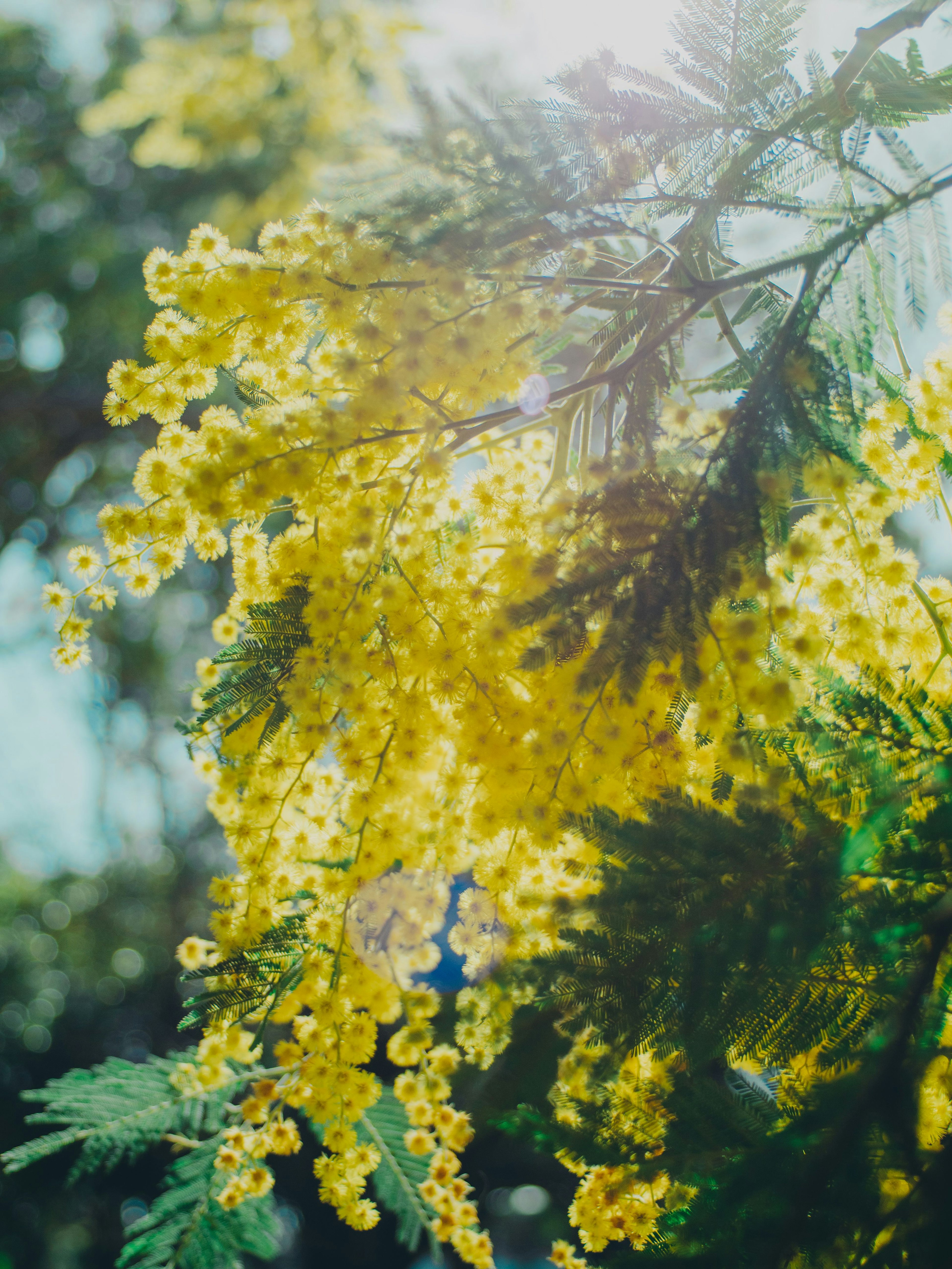 Close-up bunga mimosa kuning di cabang