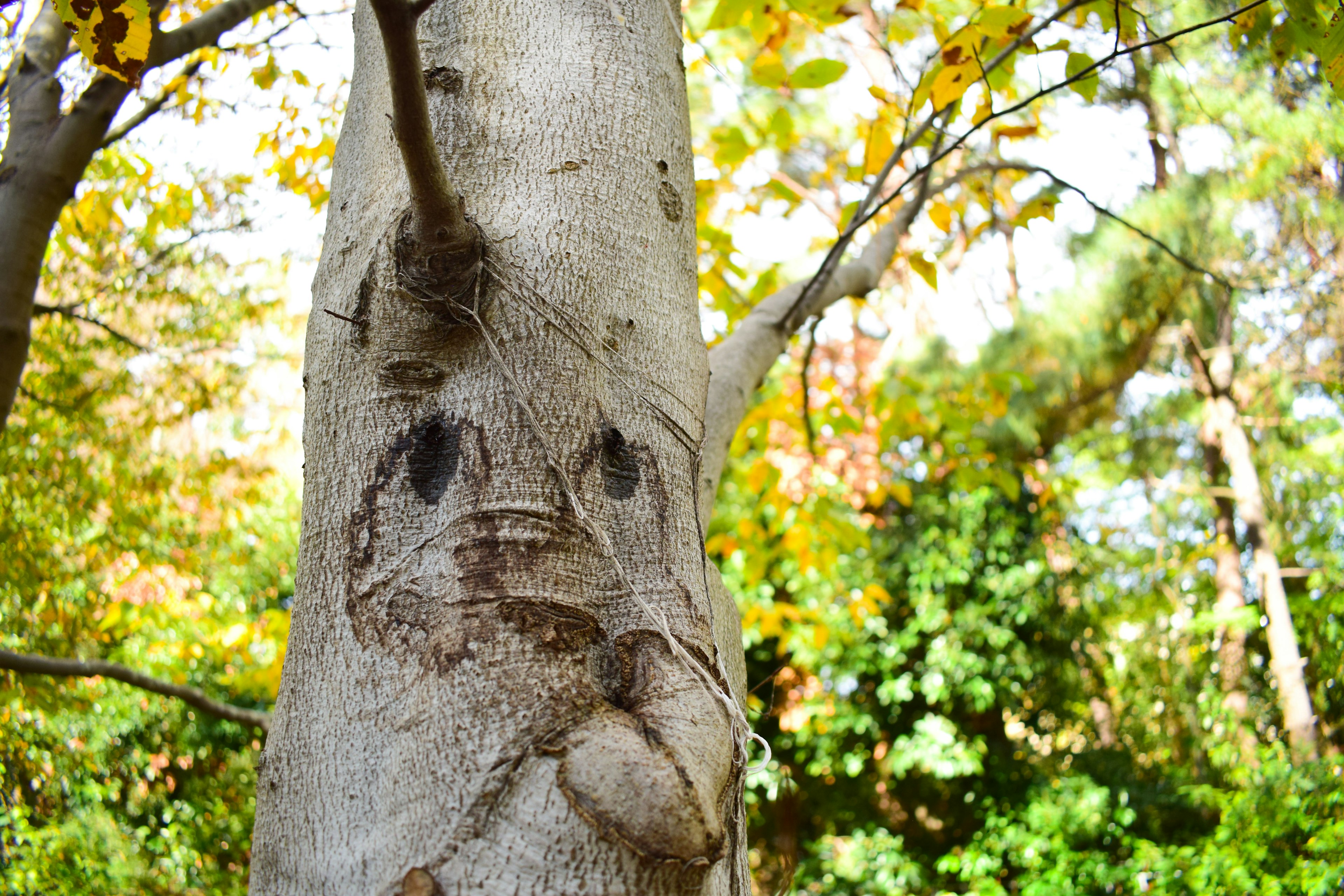 Tronco de árbol con patrones que parecen una cara y hojas coloridas al fondo