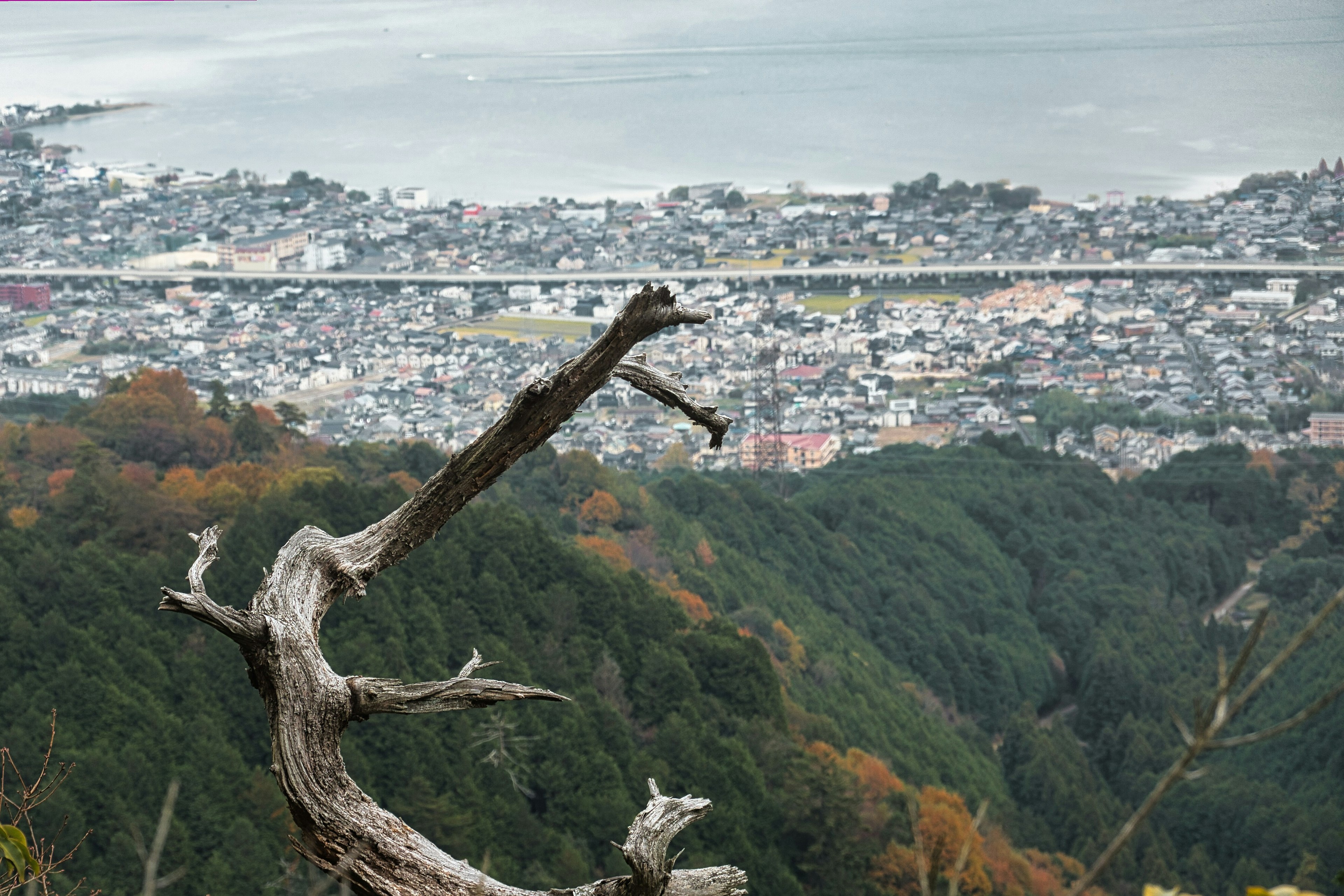 Vista di una città dalla cima di una montagna con un ramo secco in primo piano