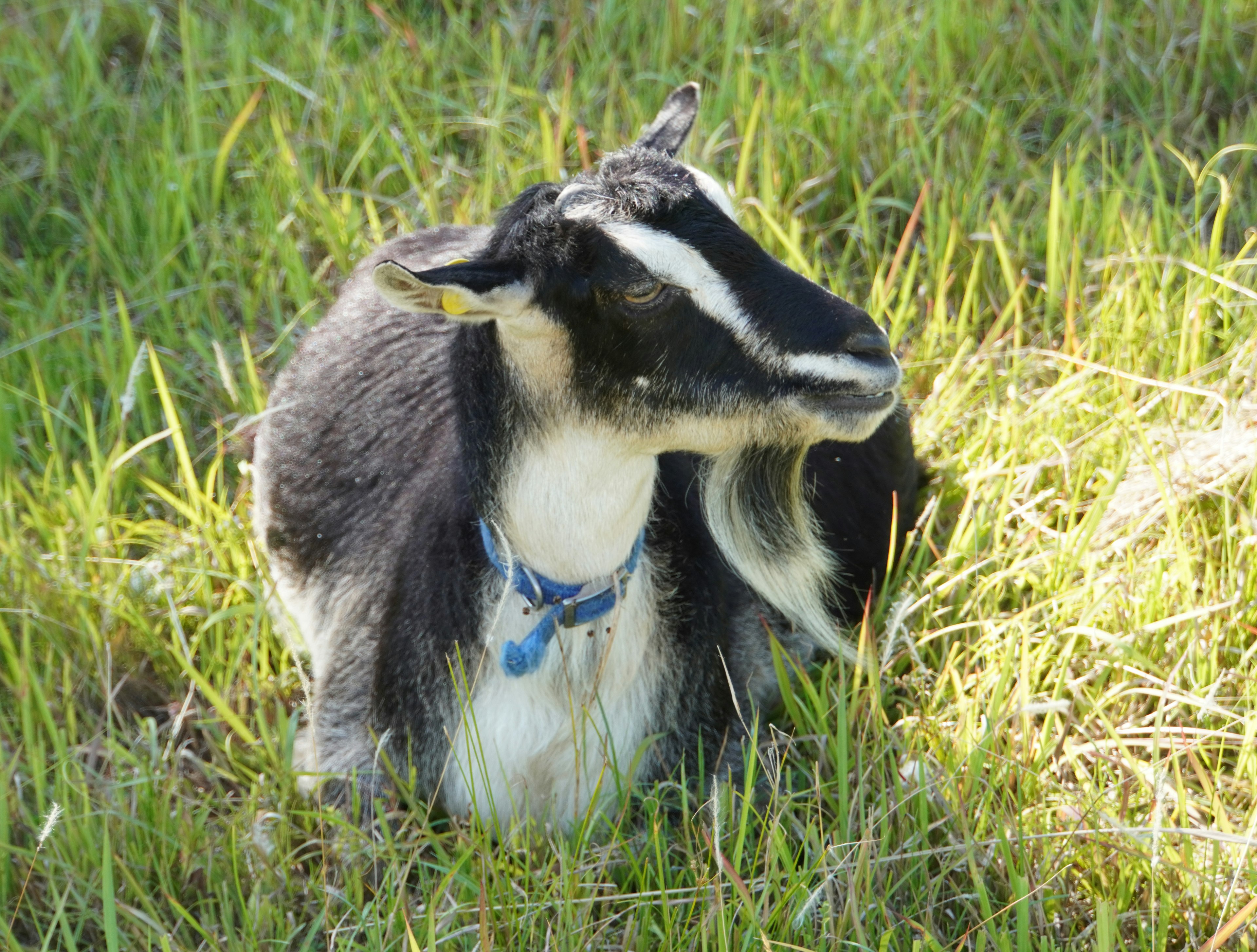 A small goat resting in the grass