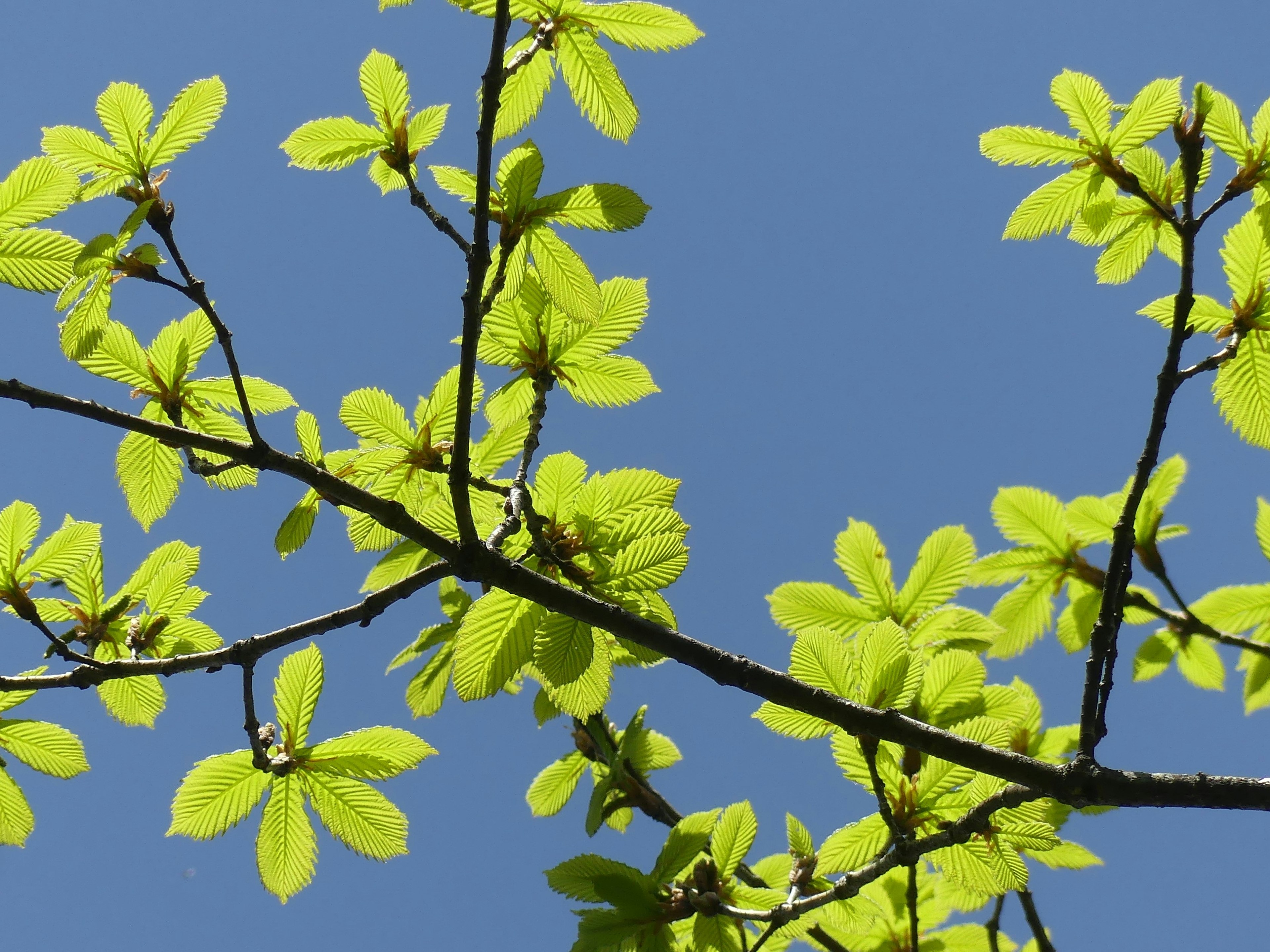 Close-up of bright green leaves and branches against a blue sky