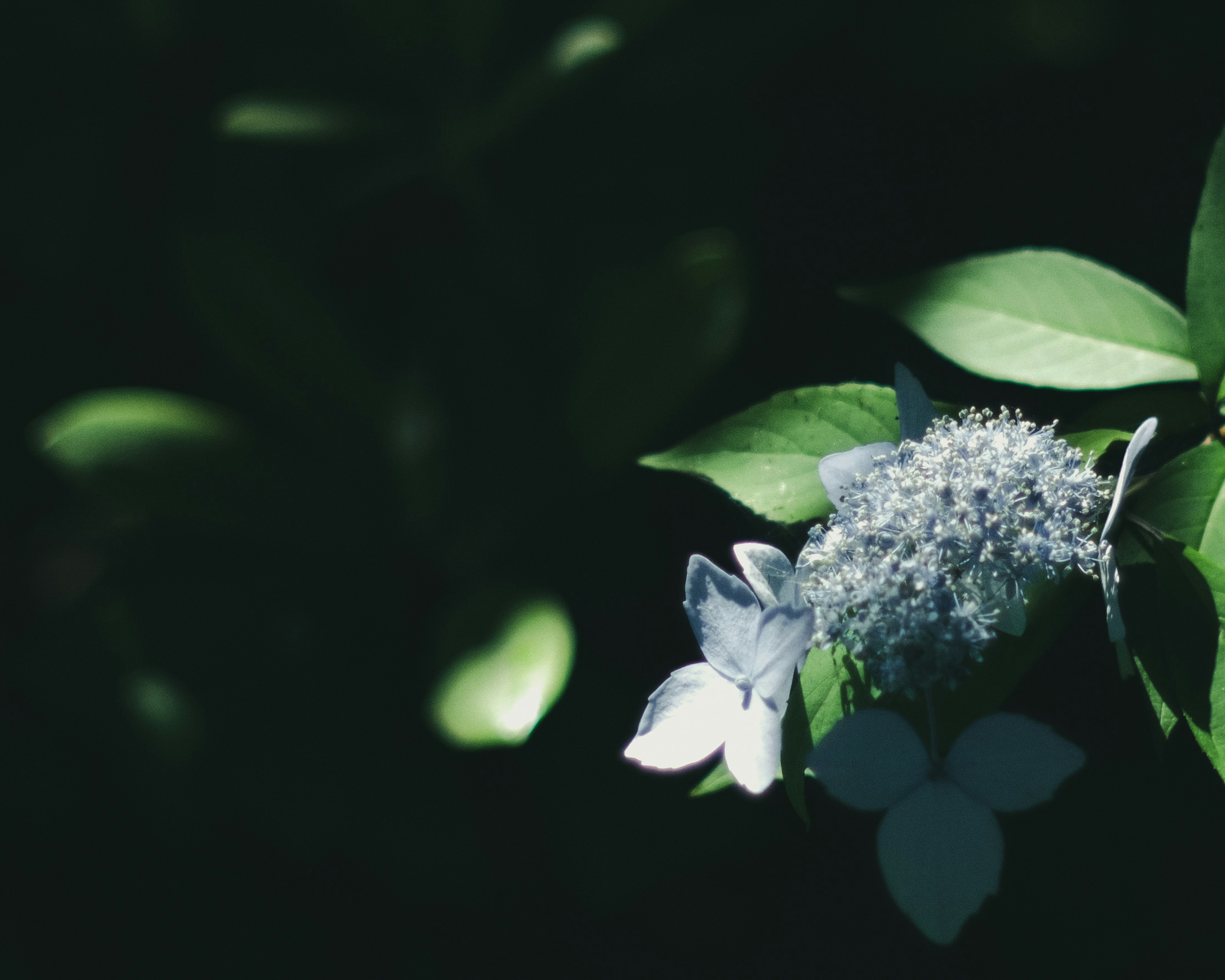 Flor azul con hojas verdes sobre fondo oscuro