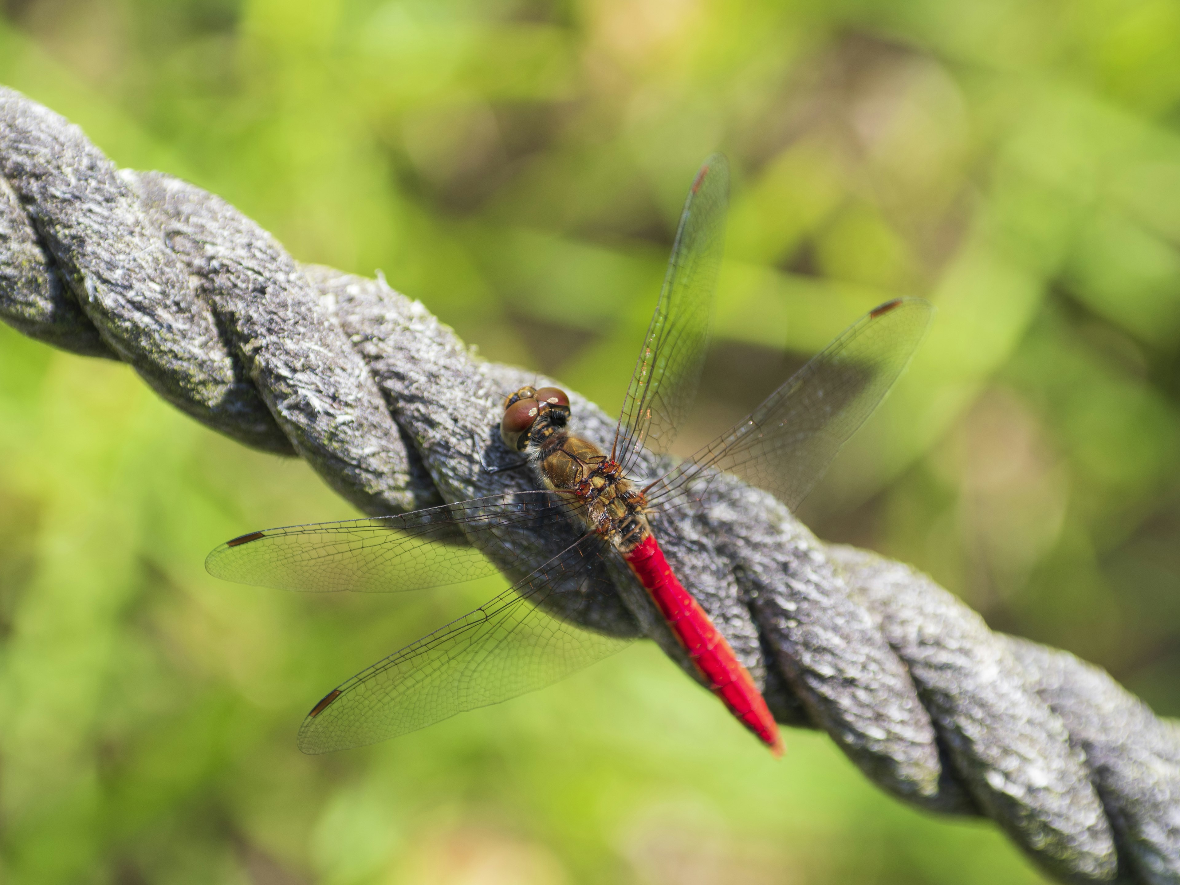 Un insecte avec une queue rouge reposant sur une corde