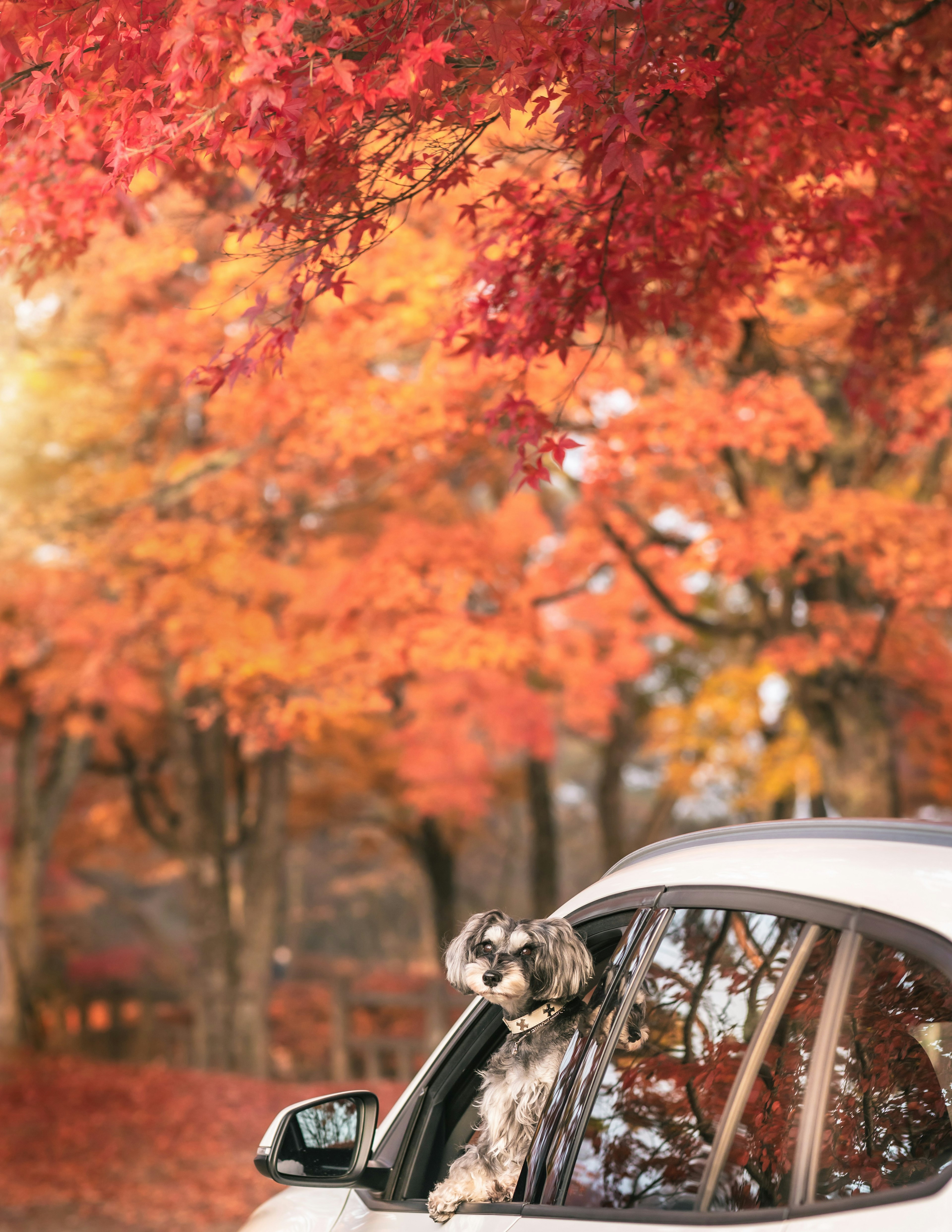 Chien regardant par la fenêtre d'une voiture entouré de feuillage d'automne