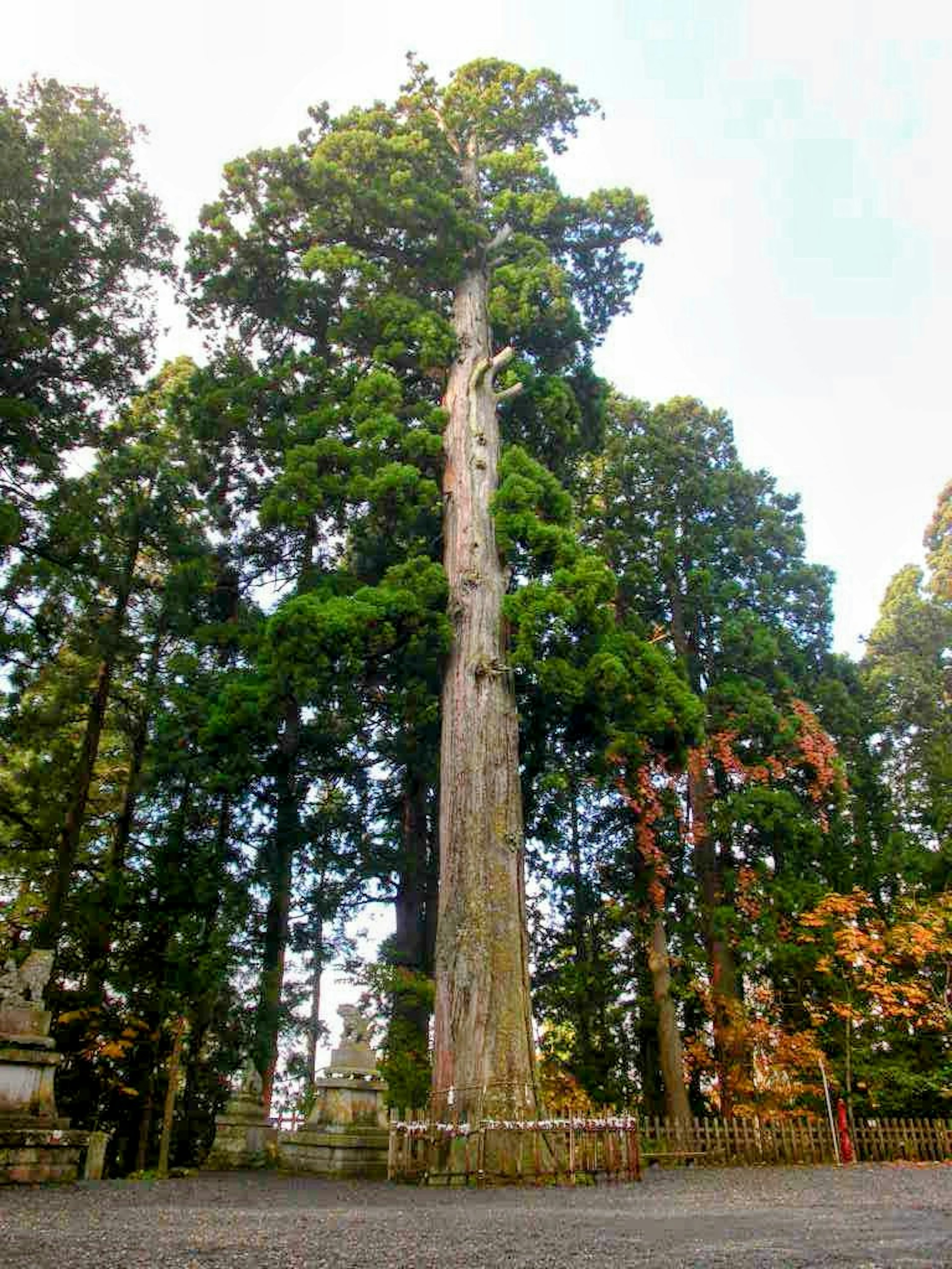 Pohon tinggi dikelilingi oleh pohon hijau subur