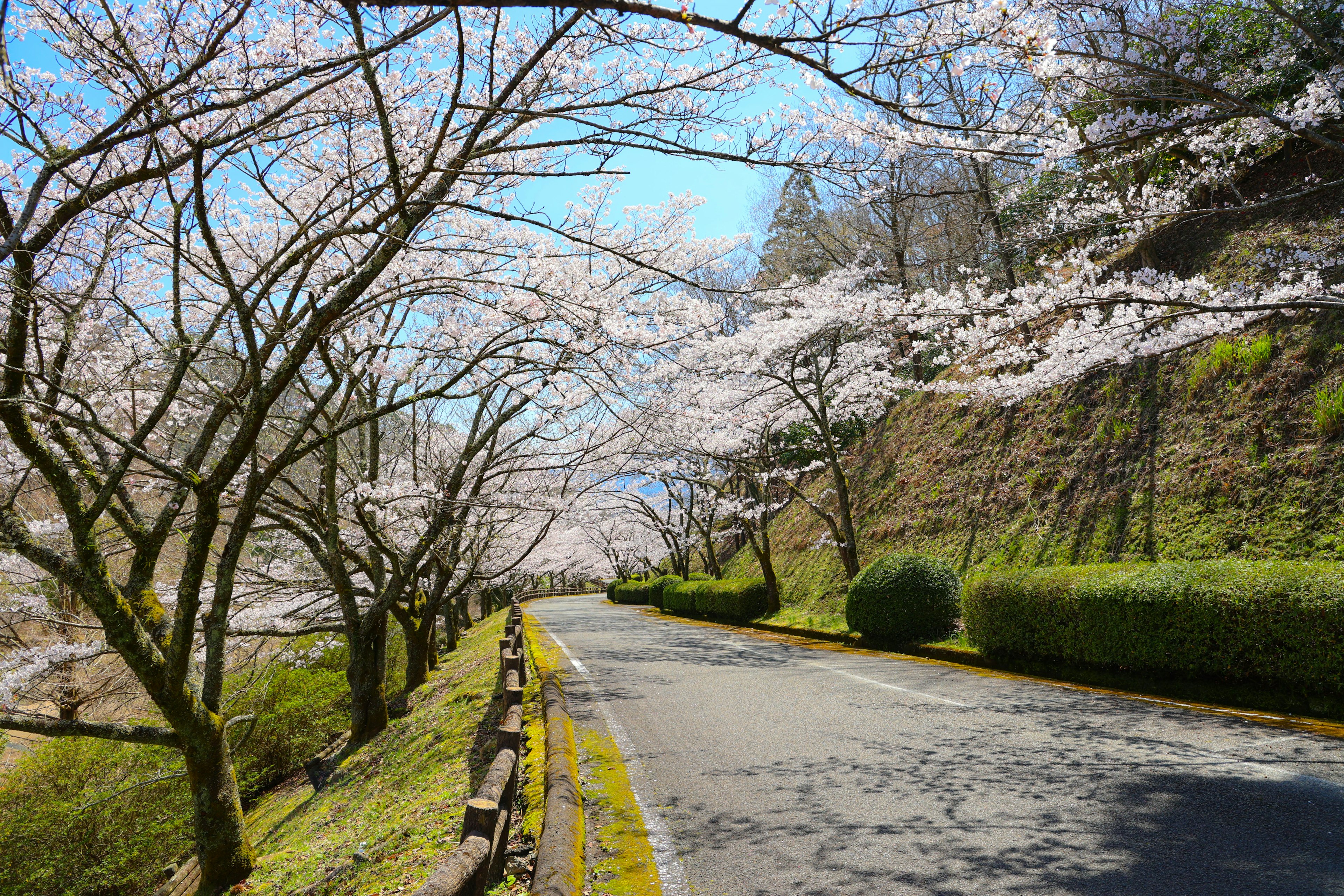 Quiet road lined with cherry blossom trees under a blue sky