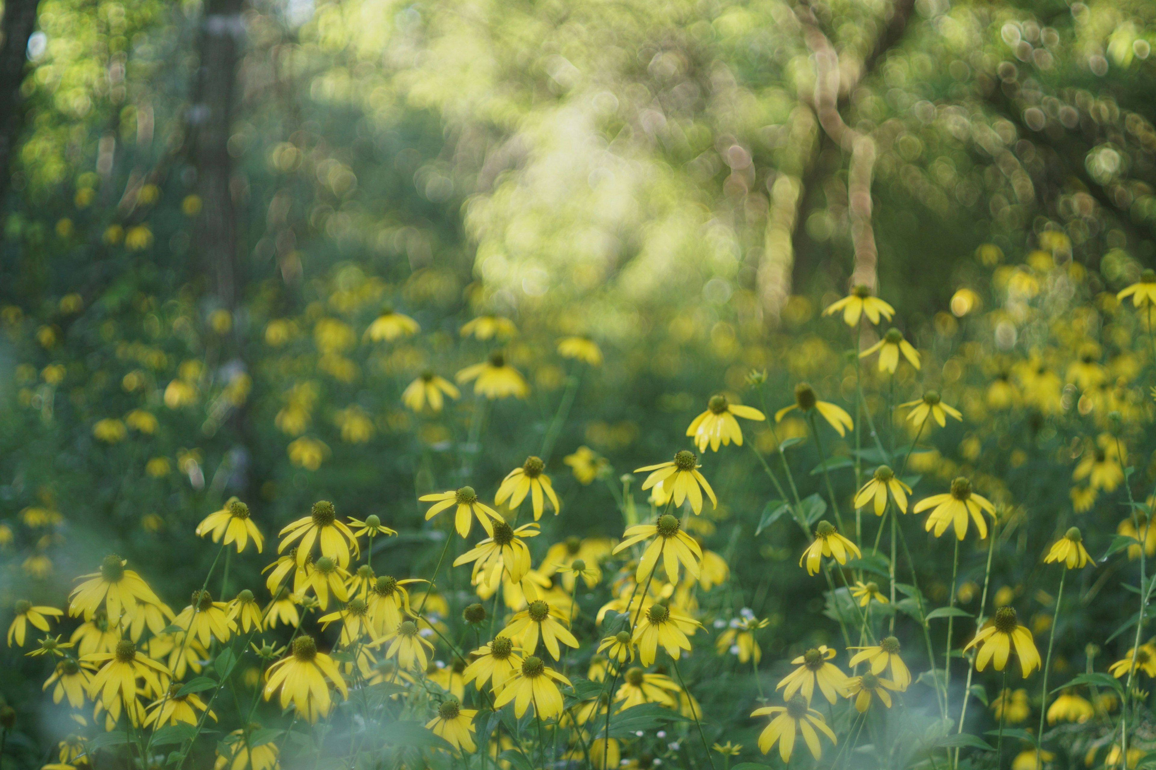 Bündel von gelben Blumen, die zwischen grünen Bäumen blühen