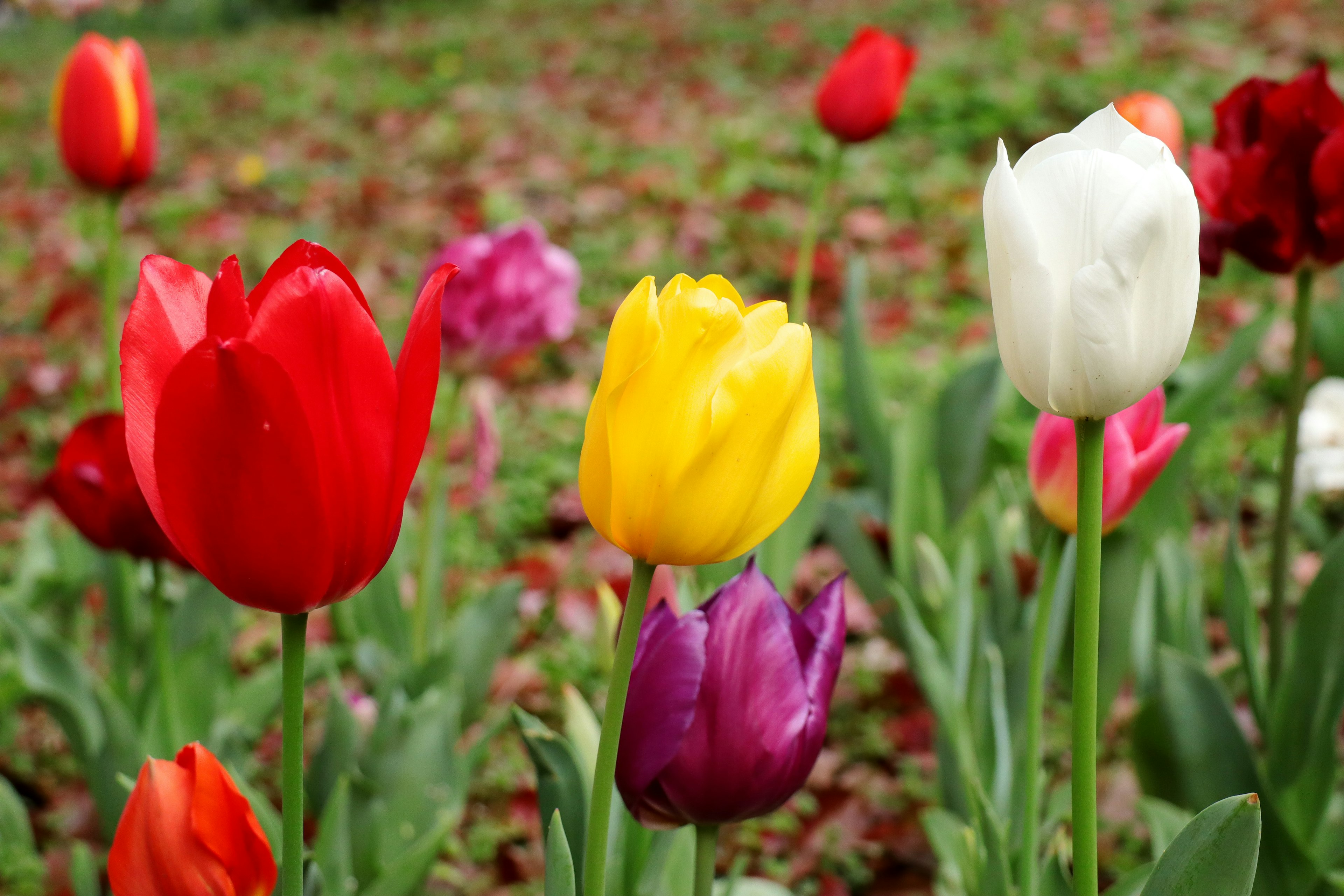 Tulipanes coloridos floreciendo en un jardín