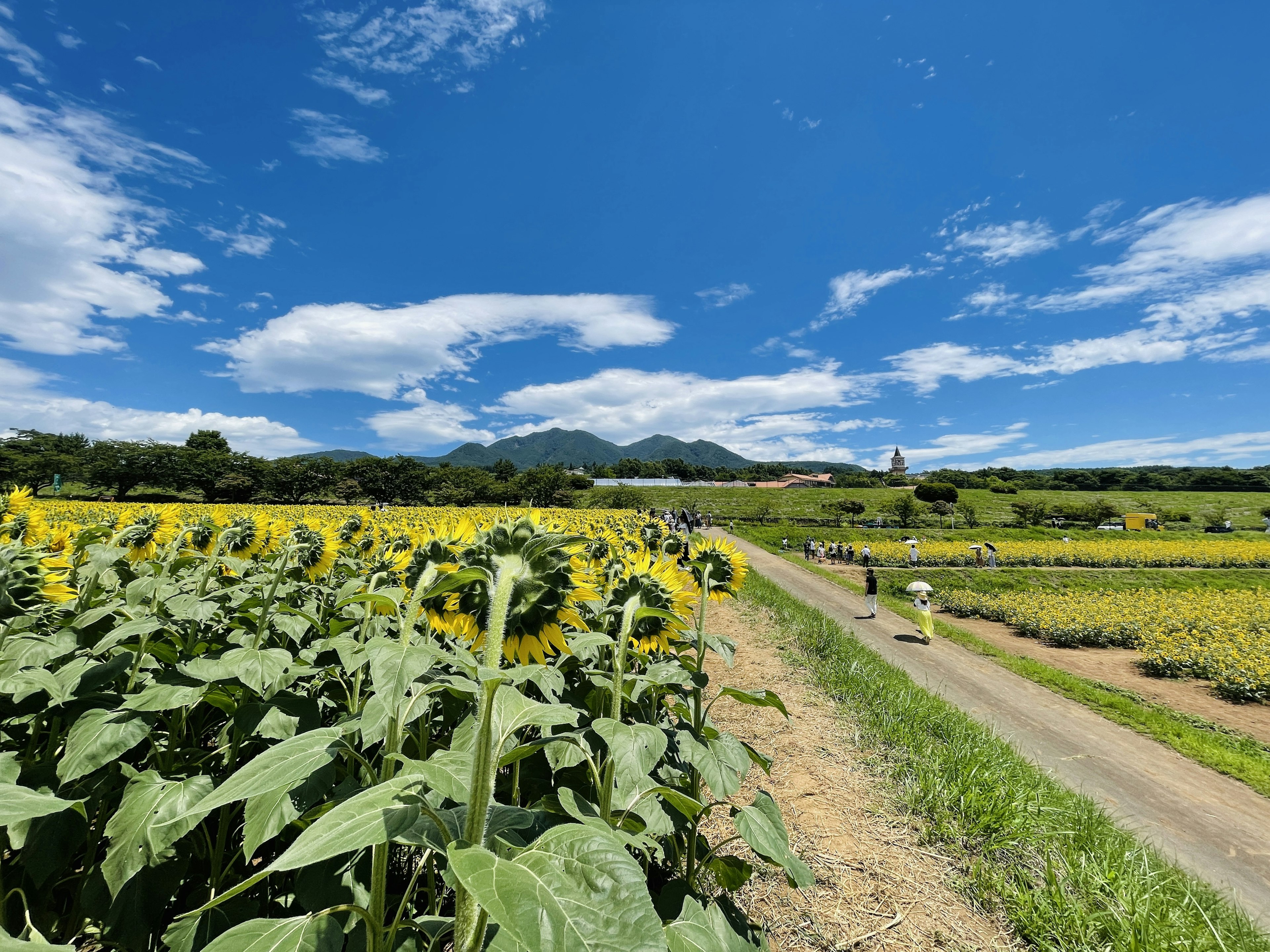 青空の下に広がるひまわり畑と遠くの山々