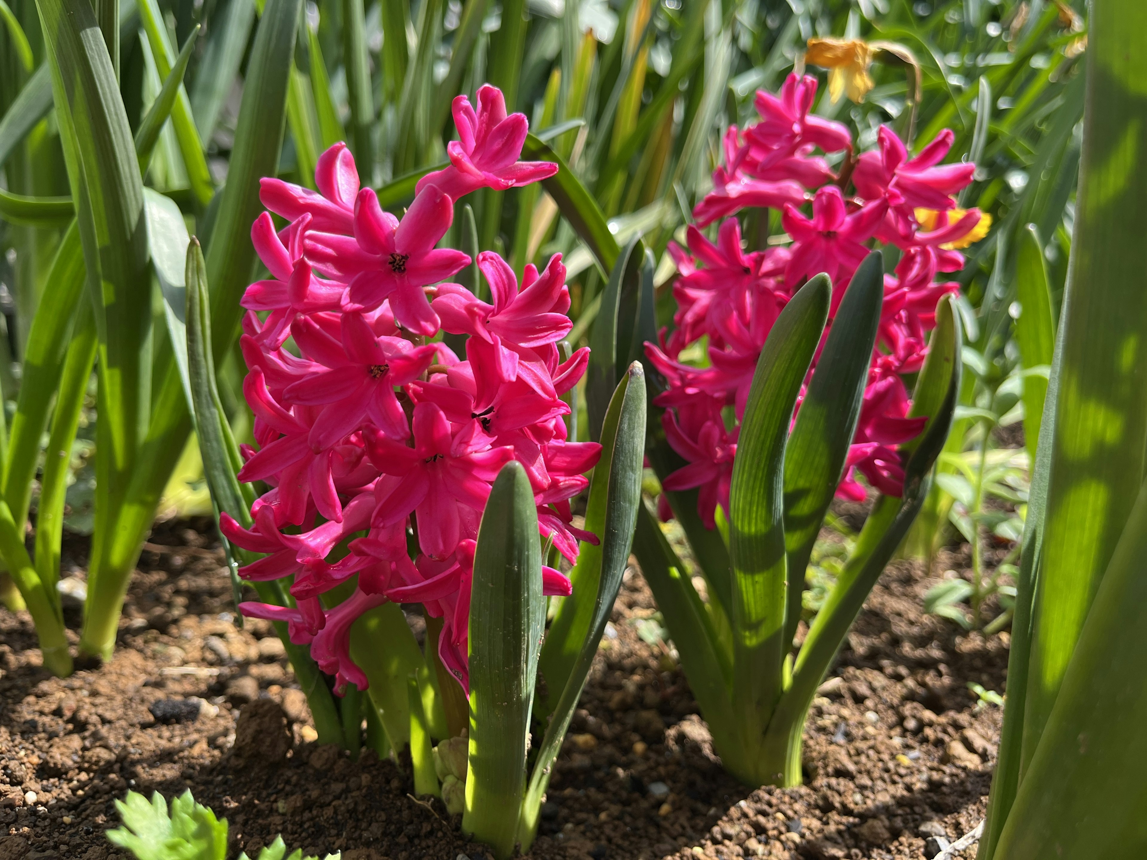 Vibrant pink hyacinth flowers blooming among green leaves