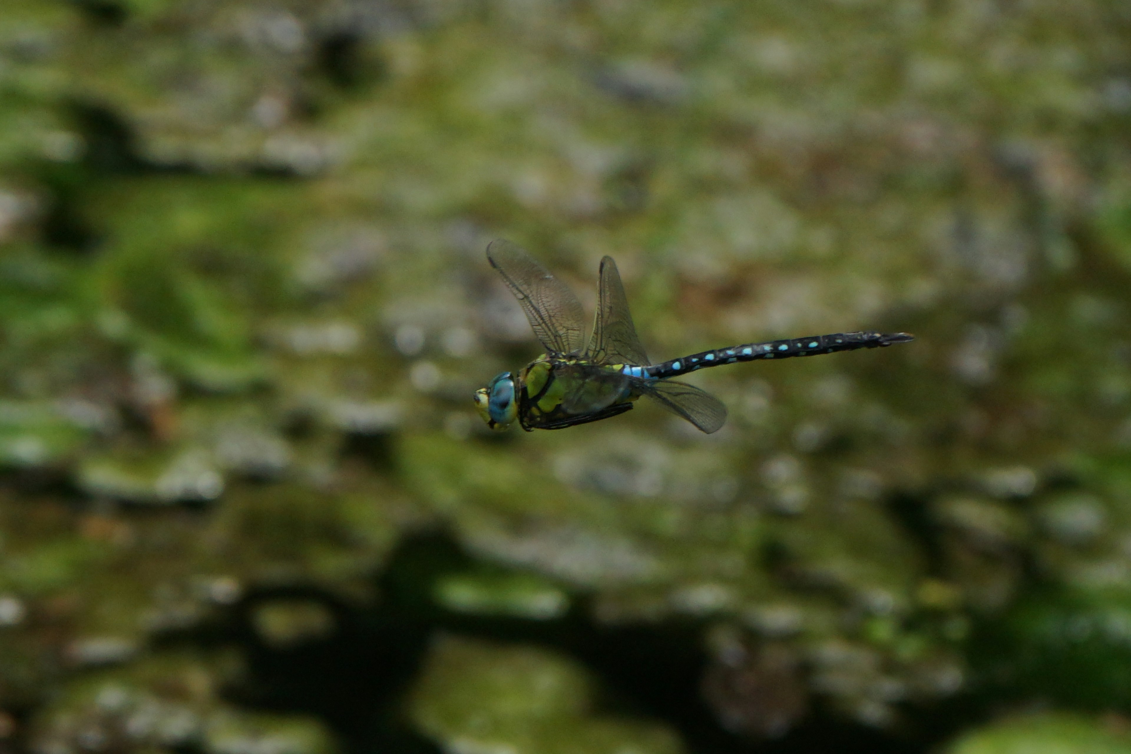 A clear image of a blue dragonfly flying over aquatic plants