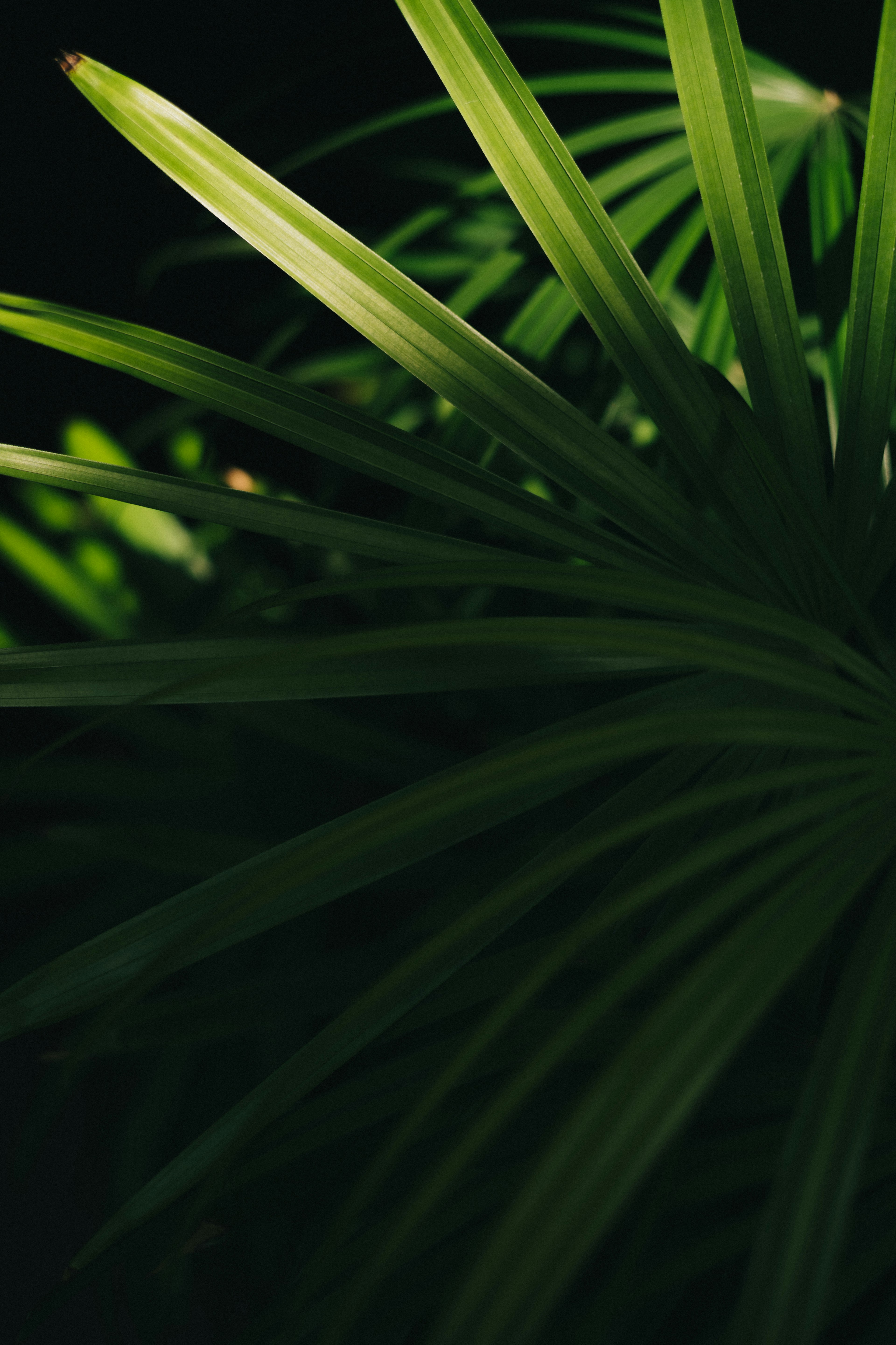 Close-up of green leaves with glossy texture highlighted against a dark background