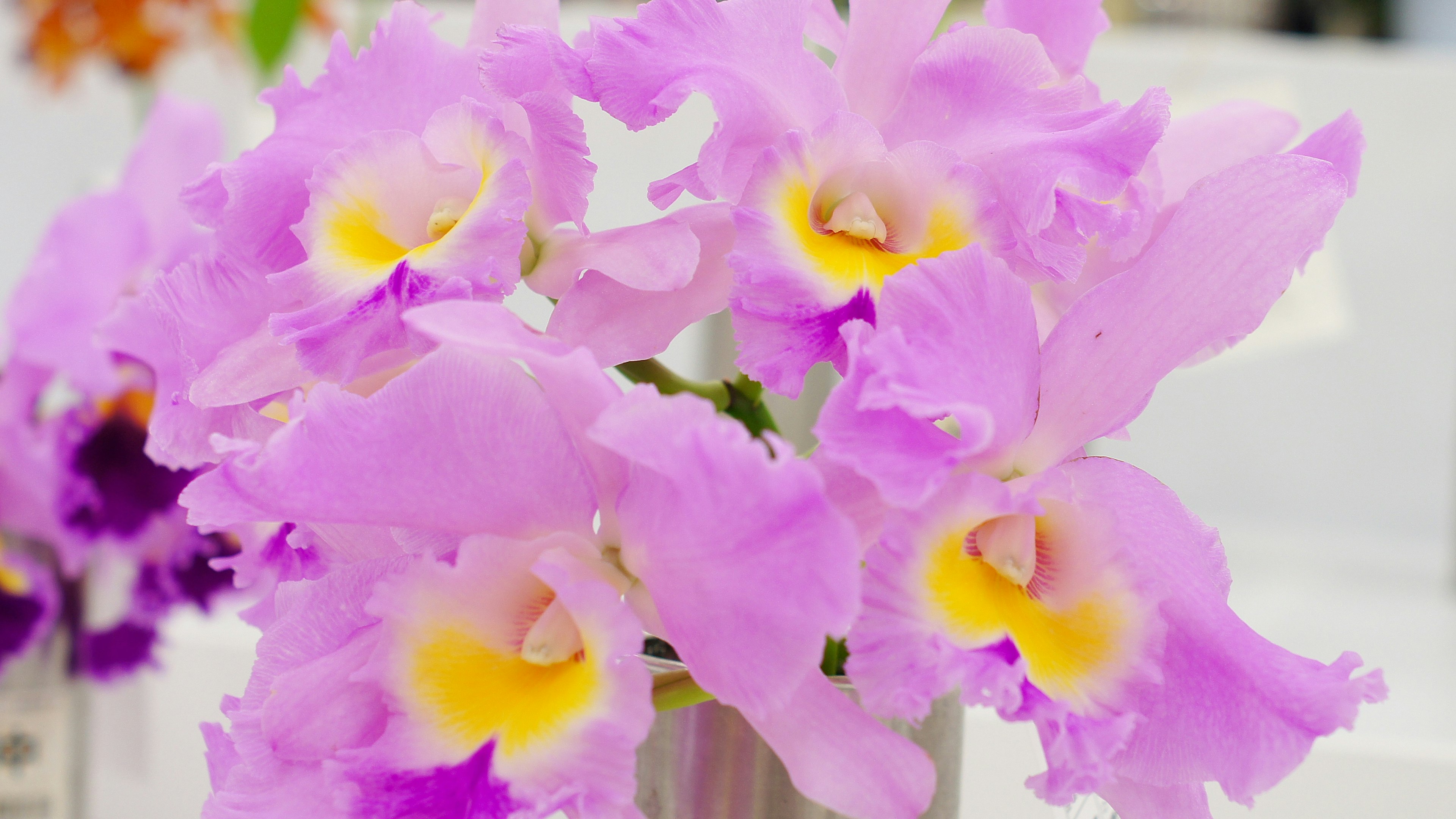 A beautiful bouquet of purple orchids placed against a white background