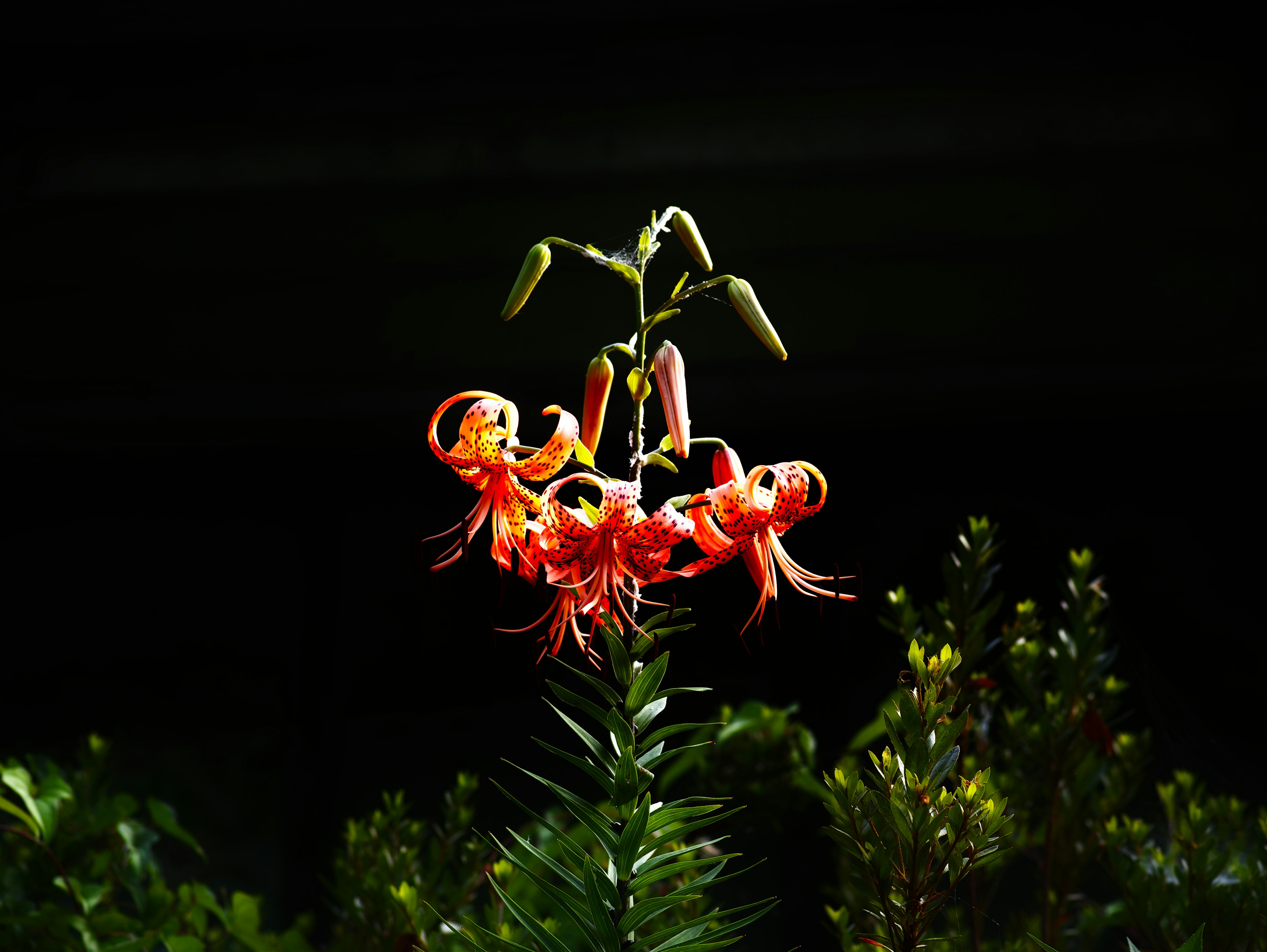 明るいオレンジ色の花を持つ植物が暗い背景に浮かび上がっている