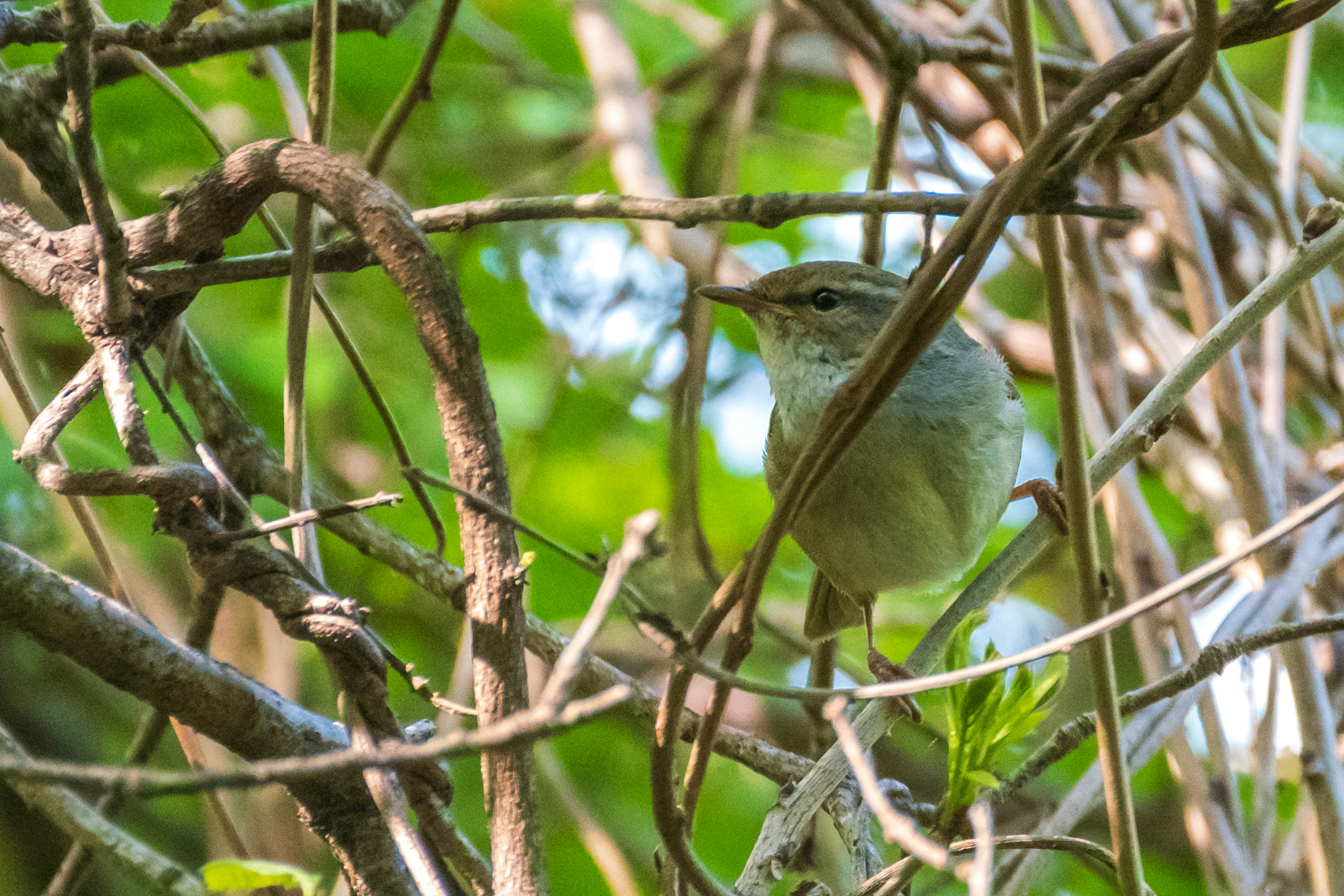 Ein kleiner Vogel, der zwischen verfilzten Zweigen mit grünem Hintergrund versteckt ist