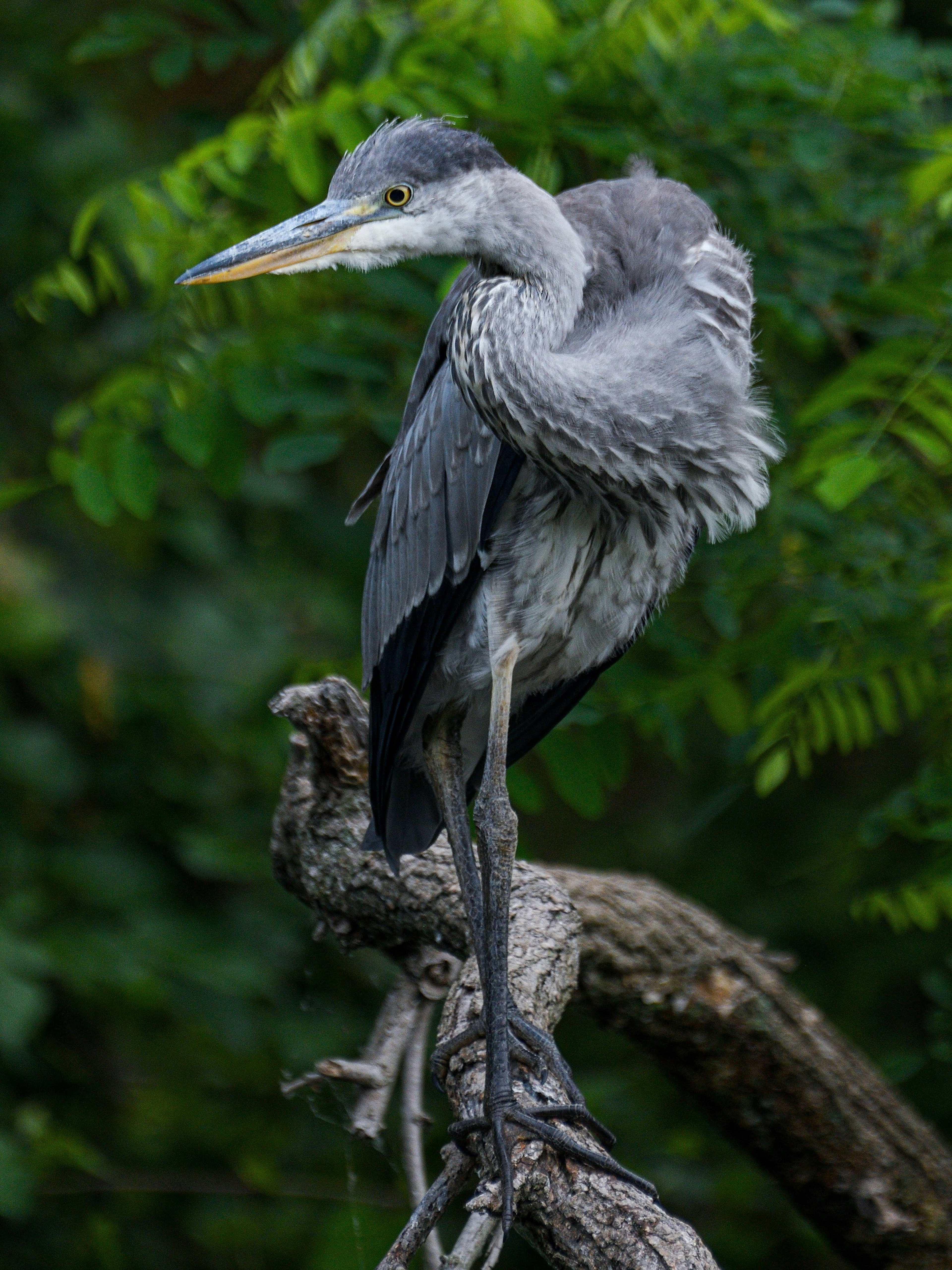 Seekor heron biru bertengger di cabang dengan dedaunan hijau subur di latar belakang