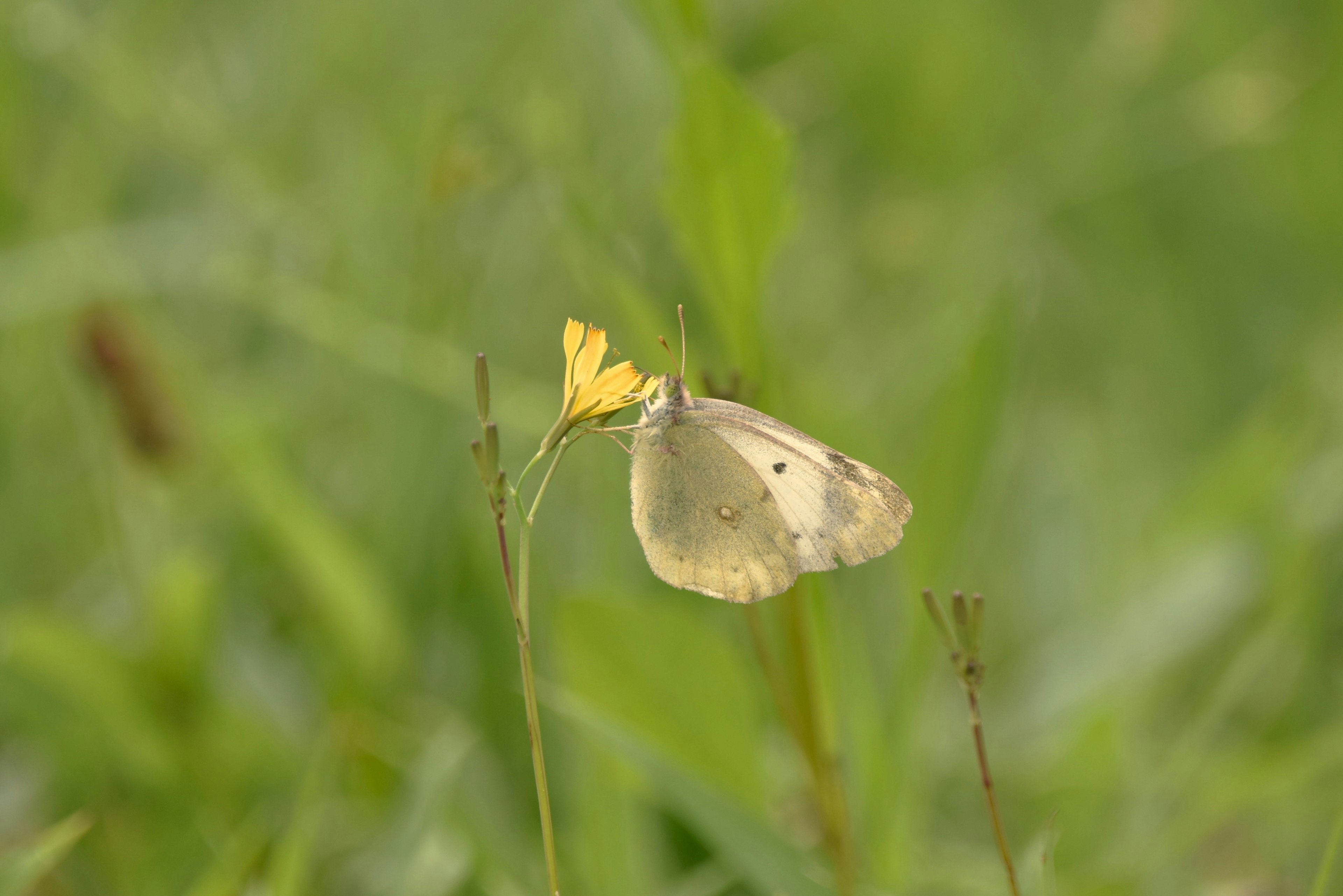 Farfalla che si posa su un fiore giallo con uno sfondo verde