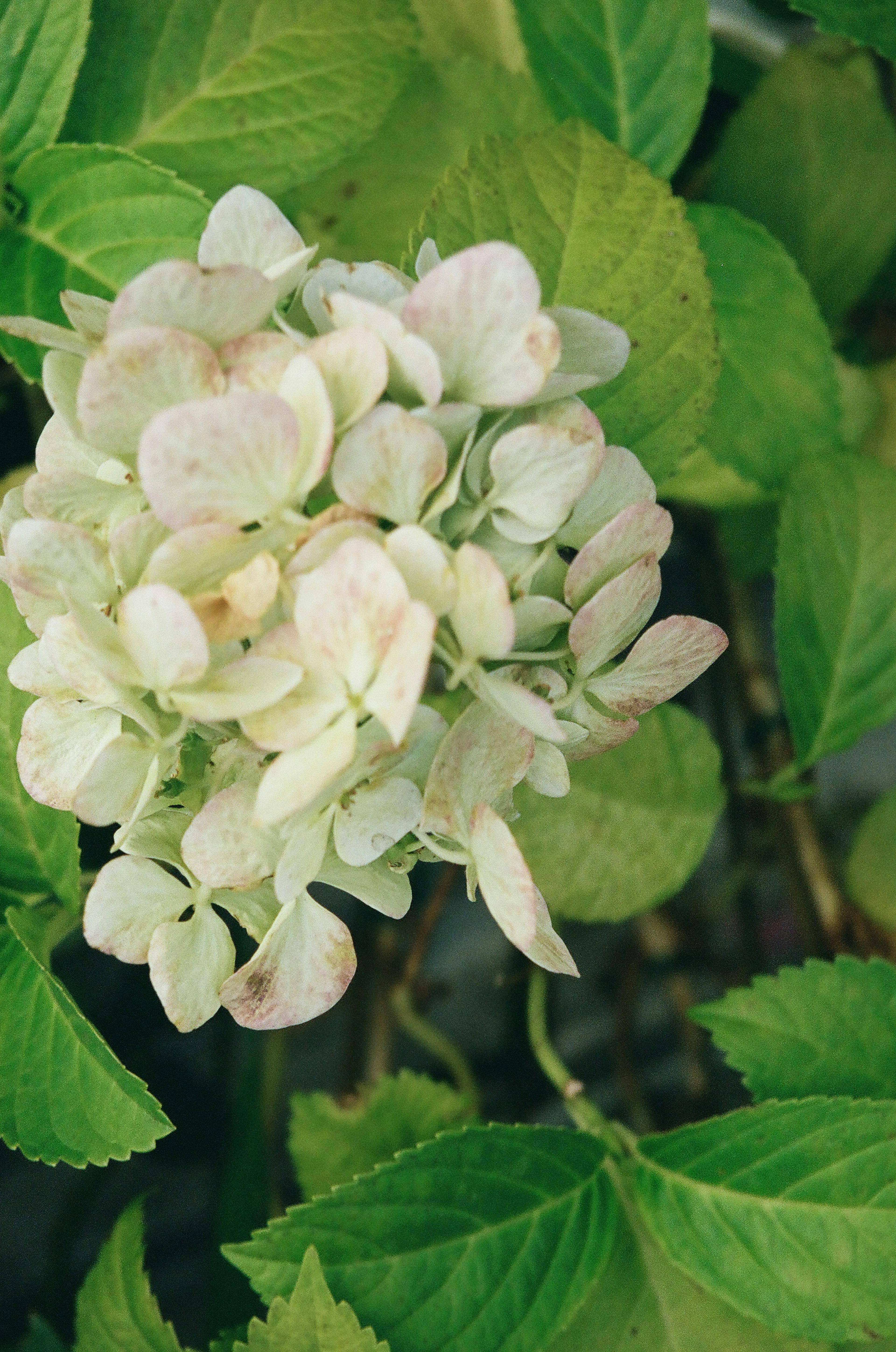 Sekelompok bunga hydrangea pucat dikelilingi oleh daun hijau