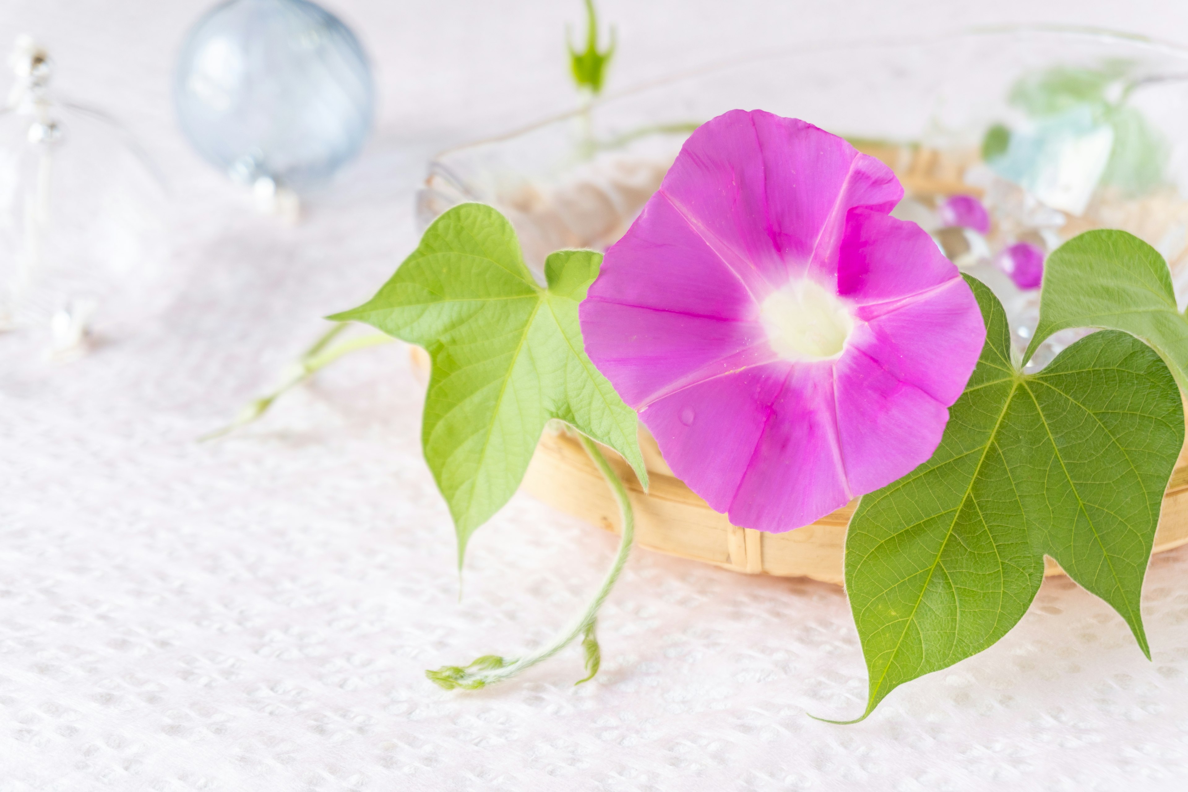 A vibrant pink morning glory flower with green leaves in a soft setting