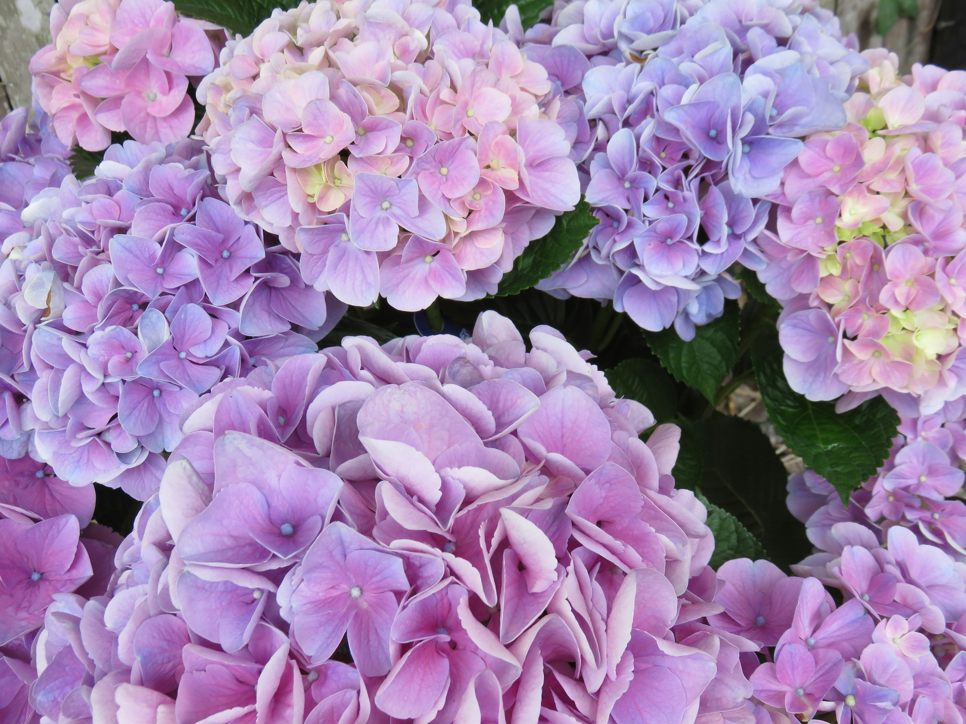 Close-up bunga hydrangea yang indah dalam nuansa biru dan merah muda